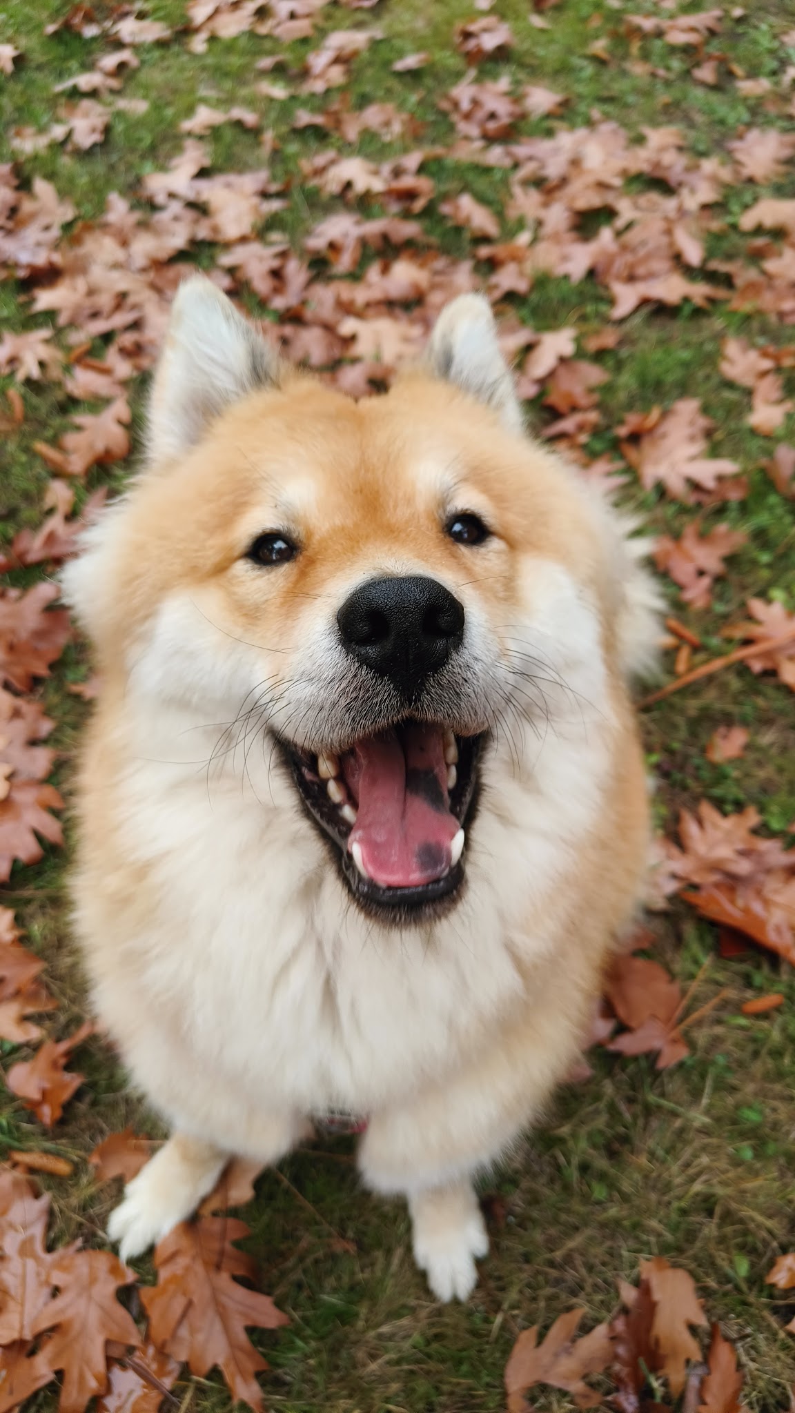 umami chiens et chats