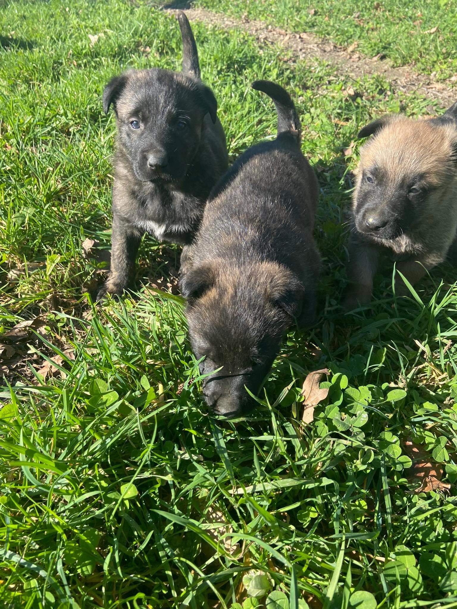 Royal pet club — photo