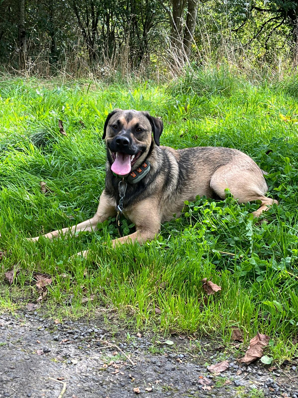 Pension de Vil Chien