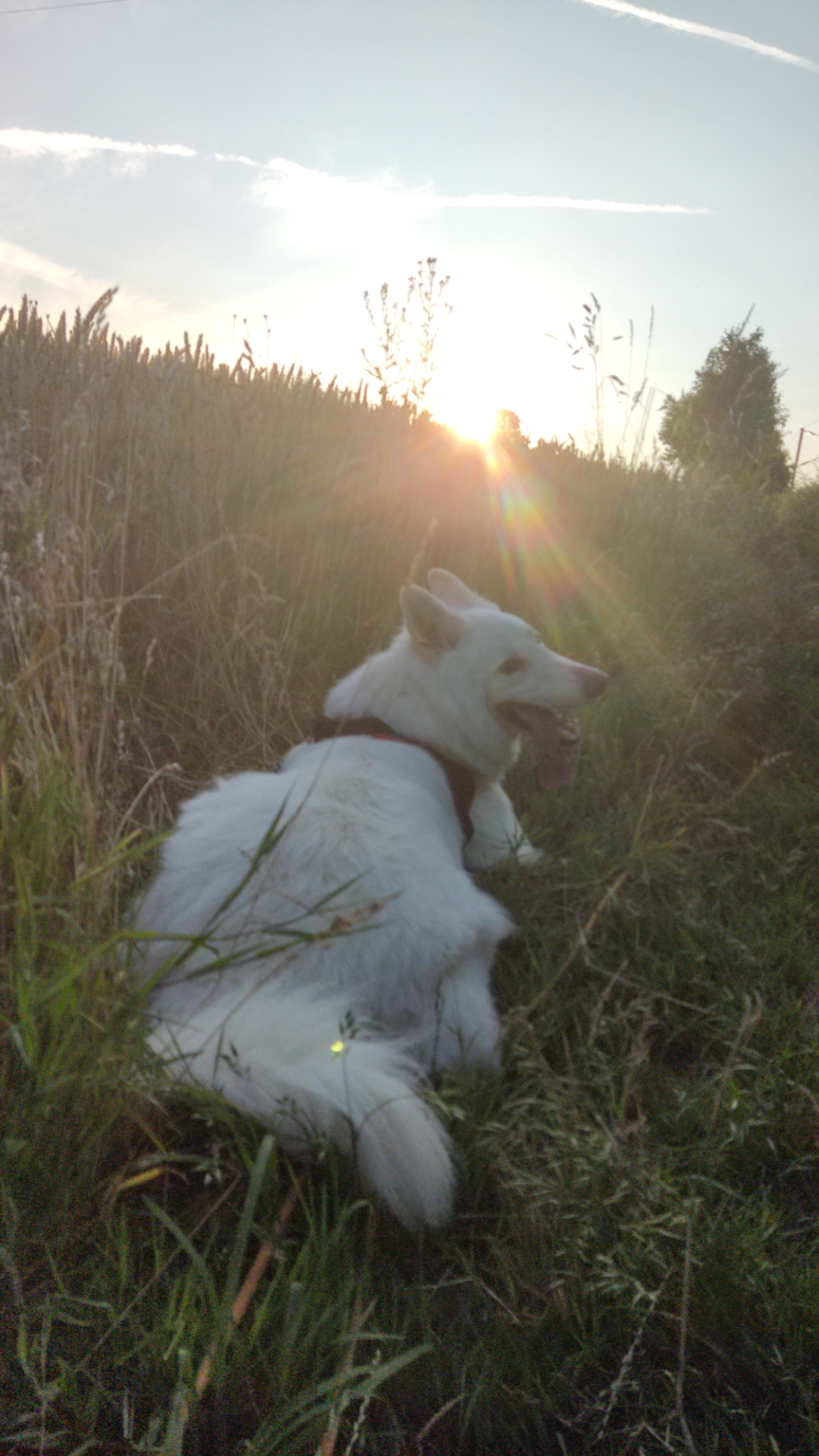 Garde d'animaux Brécé — photo