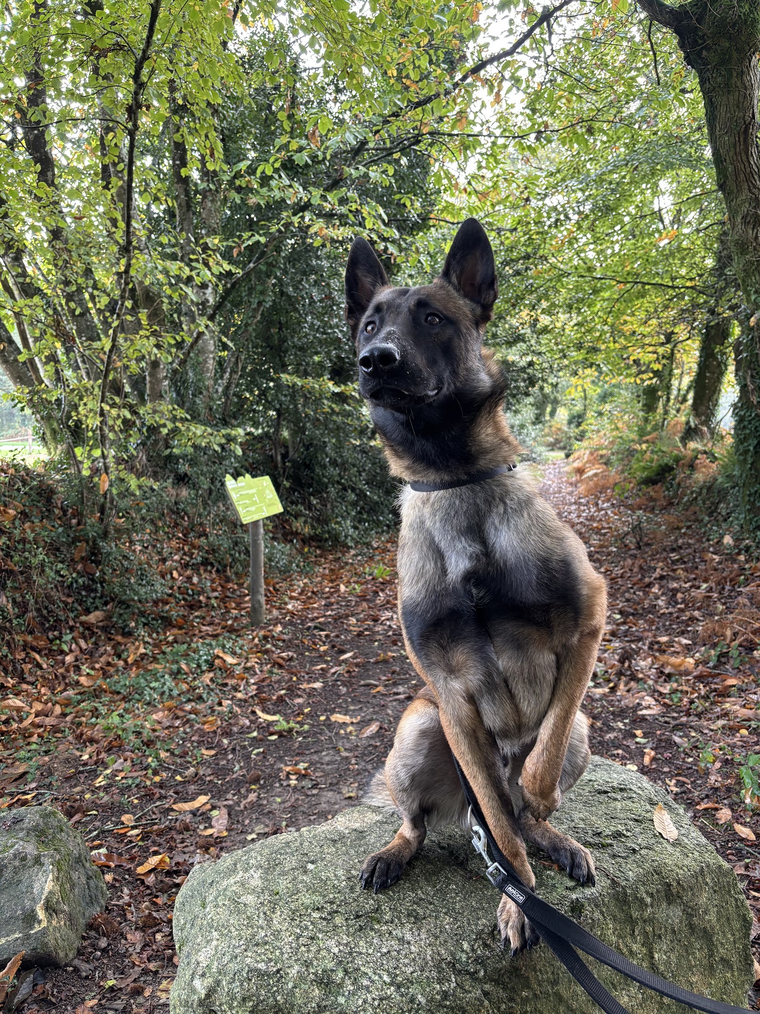 Pension / Education canine et Élevage - Legend'of Ki Breizh