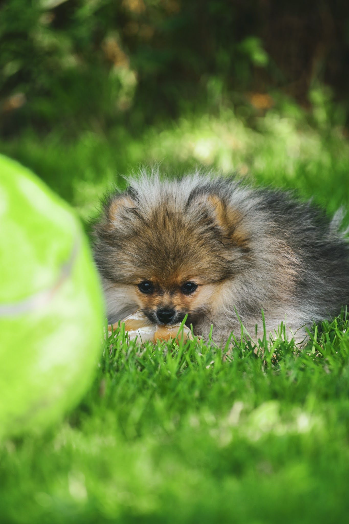 Pension / Education canine et Élevage - Legend'of Ki Breizh — photo