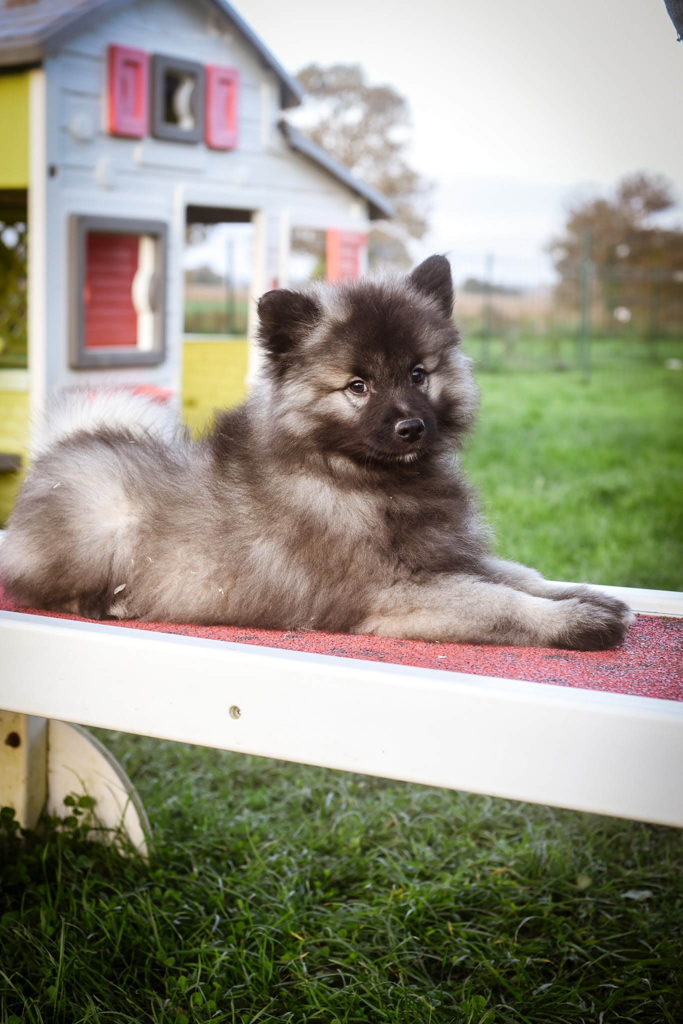 Pension / Education canine et Élevage - Legend'of Ki Breizh — photo