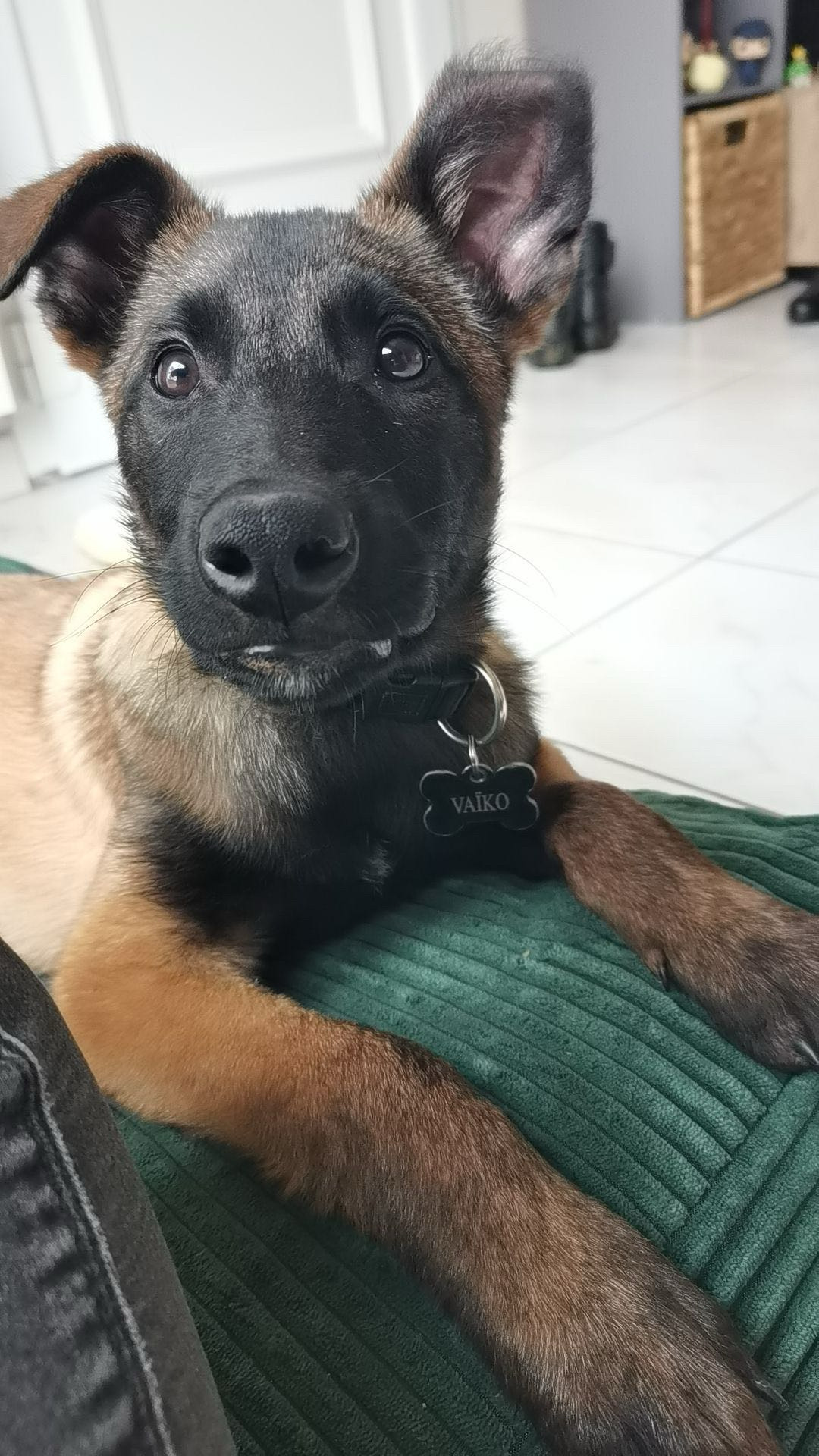 Pension / Education canine et Élevage - Legend'of Ki Breizh — photo