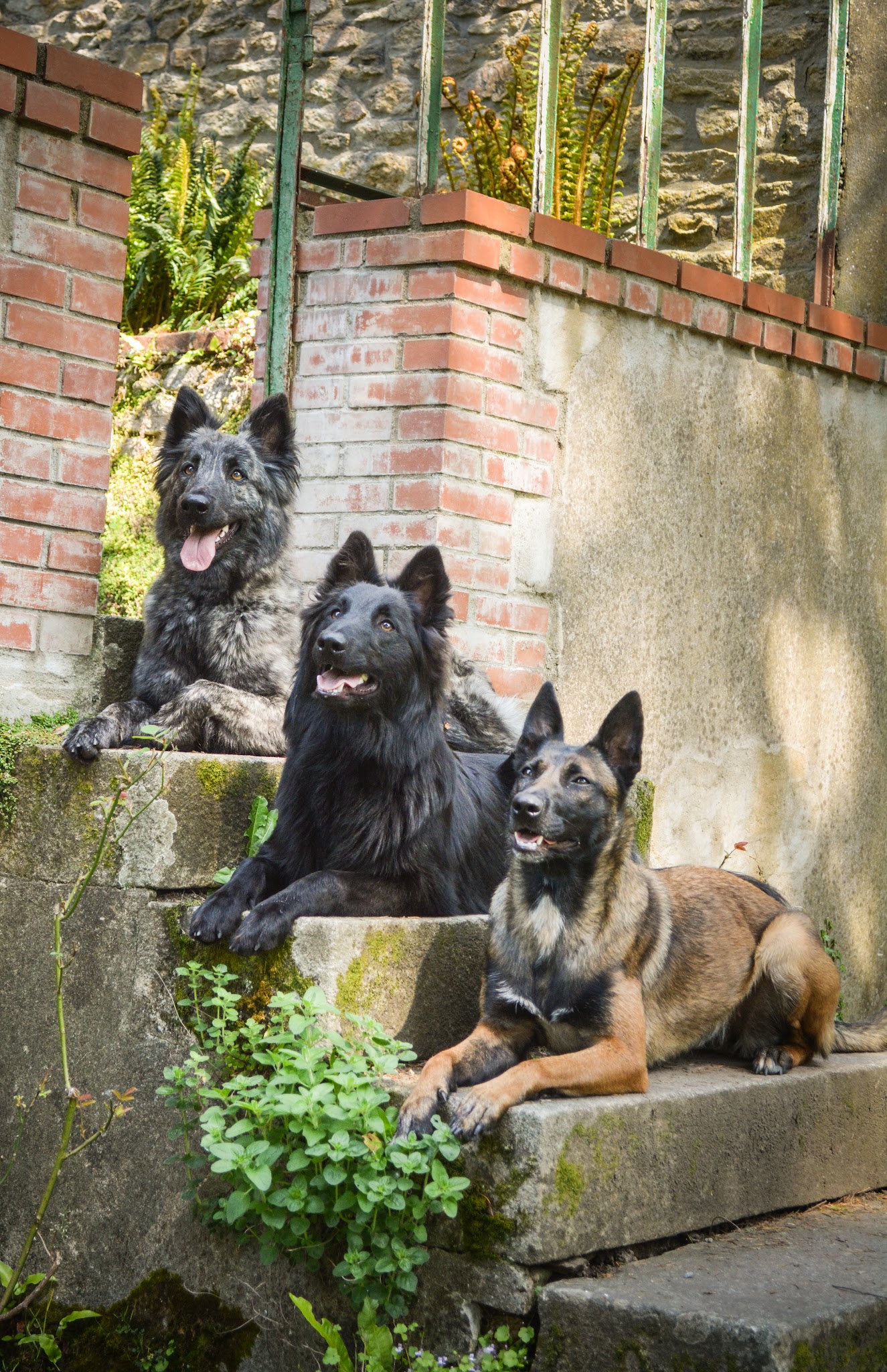 Pension / Education canine et Élevage - Legend'of Ki Breizh — photo
