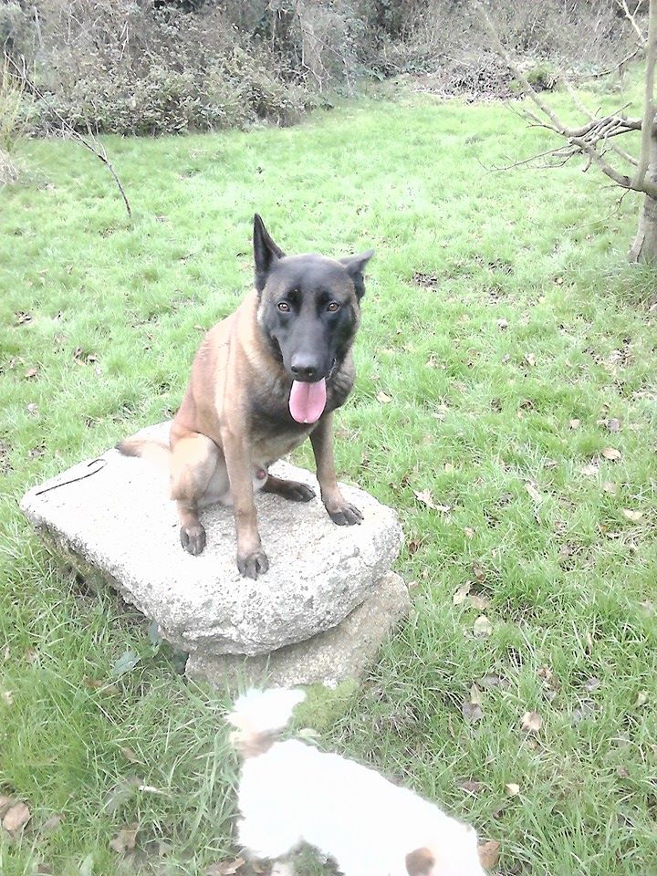 Pension canine et féline domaine des 3 menhirs — photo