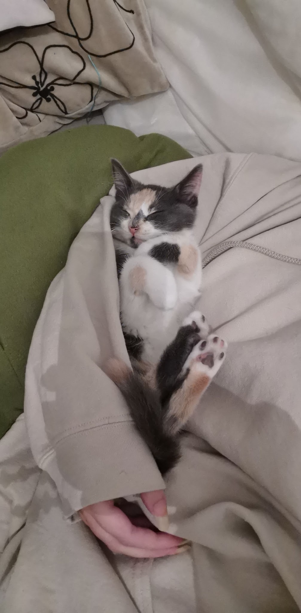 Les p'tites patounes Pet-Sitter — photo