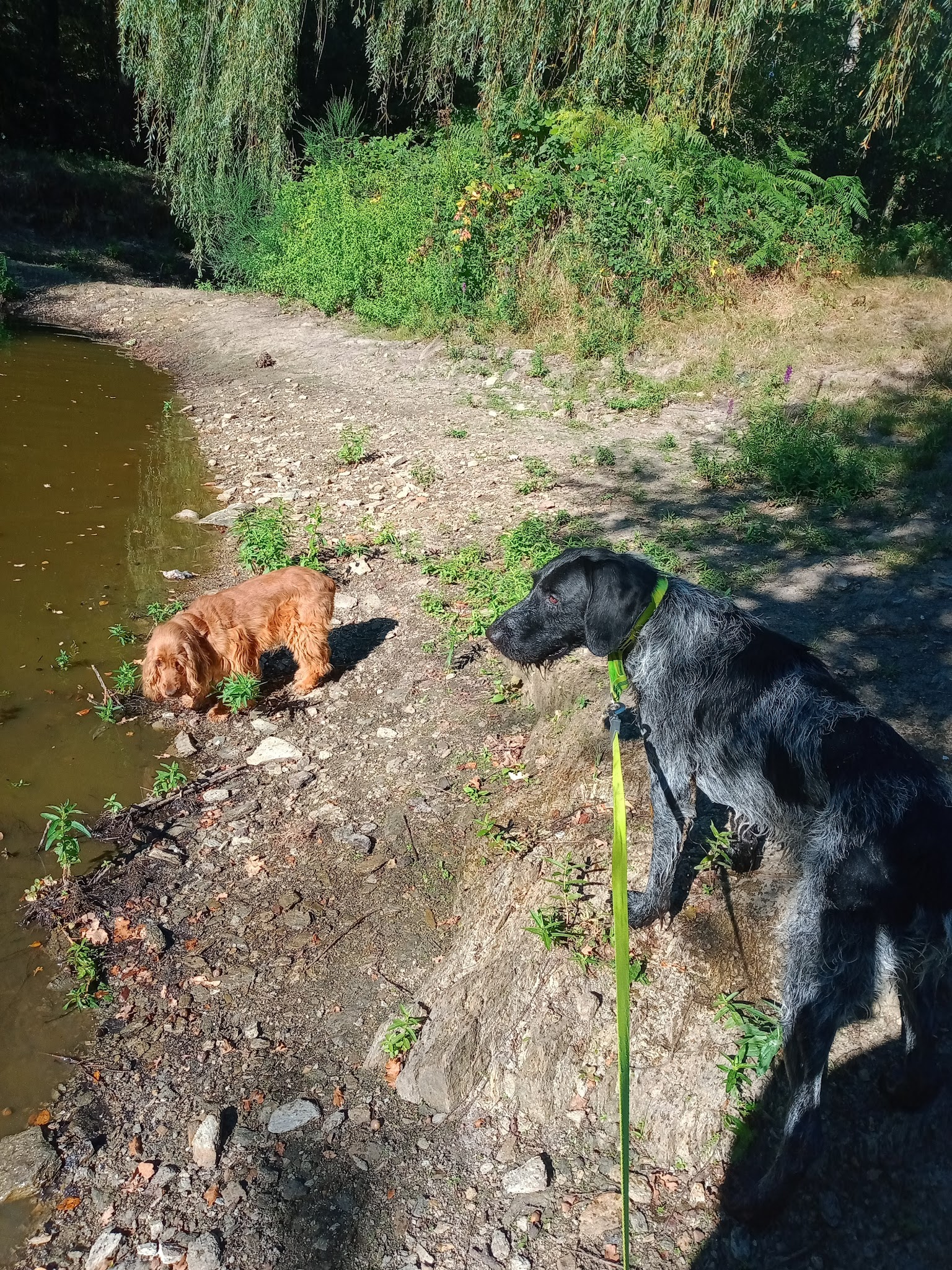 L'auberge du chien — photo