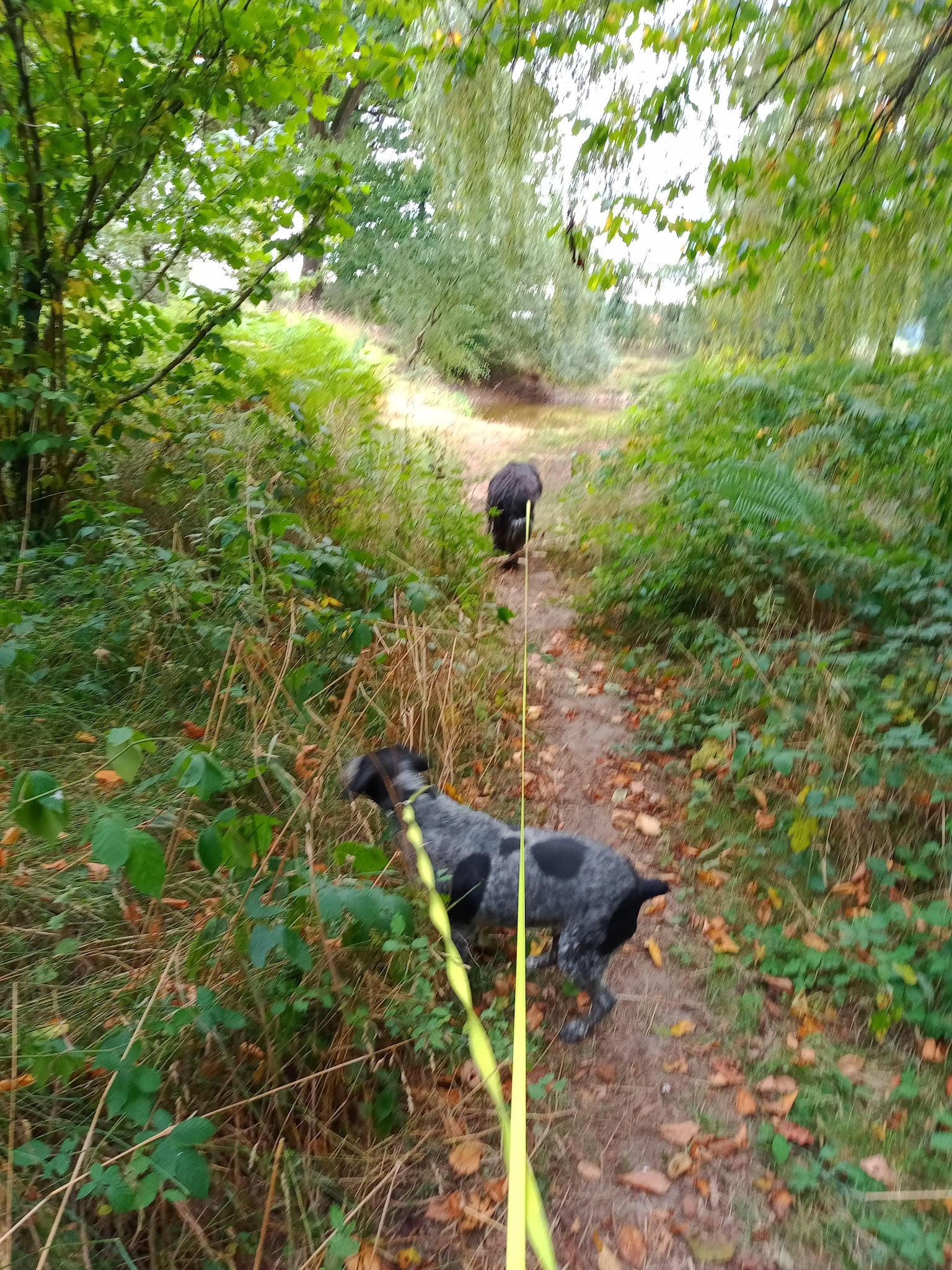 L'auberge du chien — photo