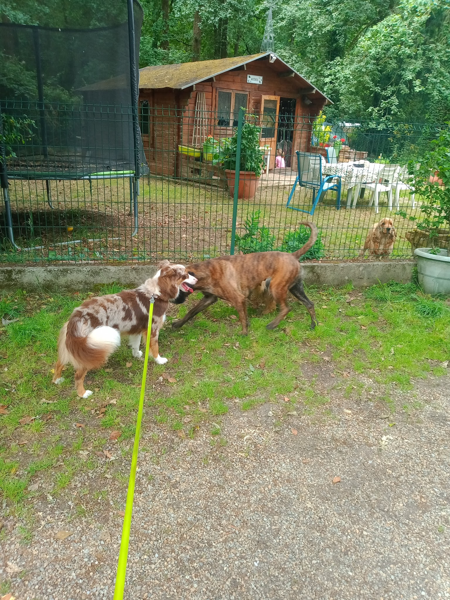 L'auberge du chien — photo