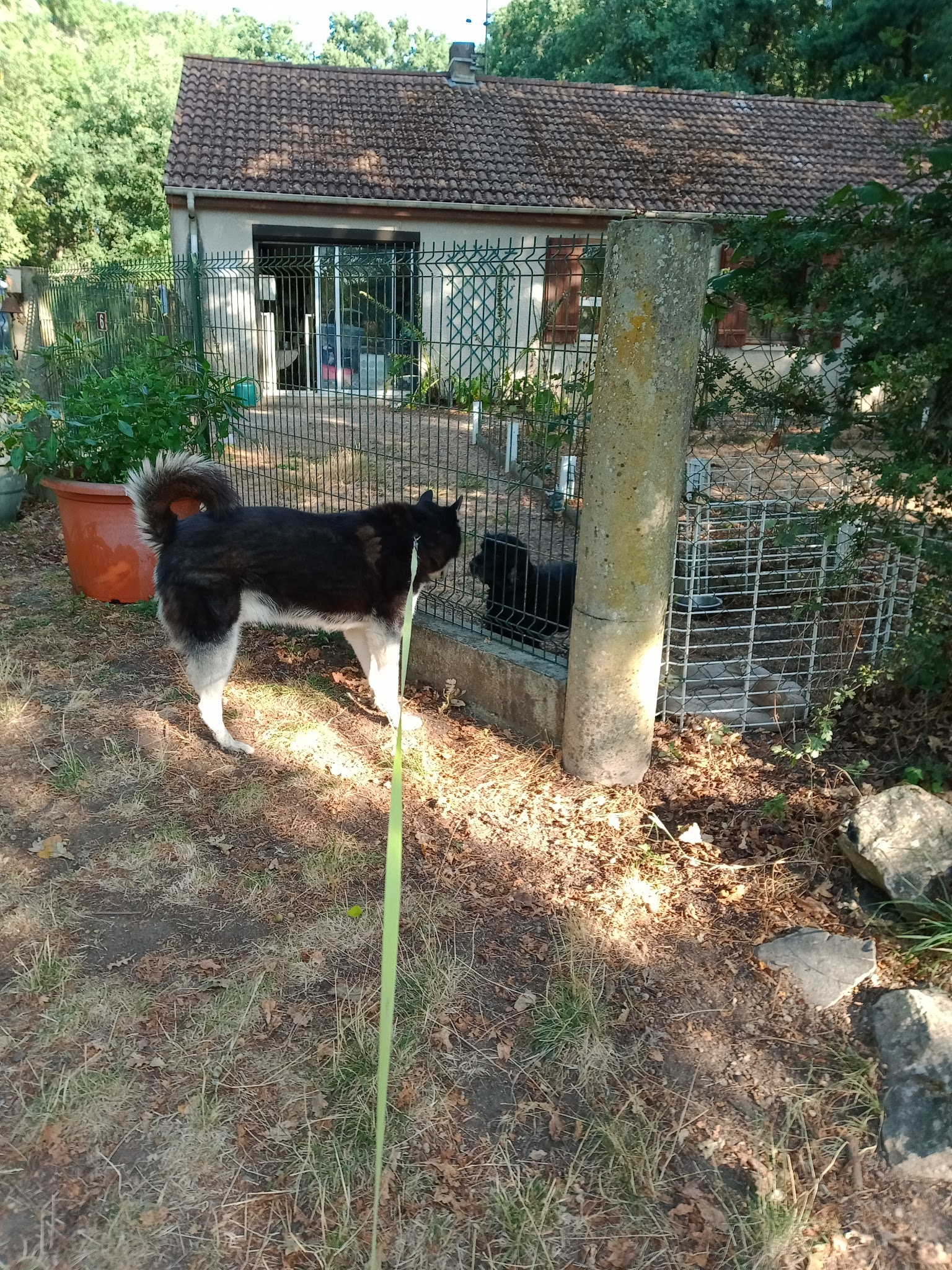 L'auberge du chien — photo