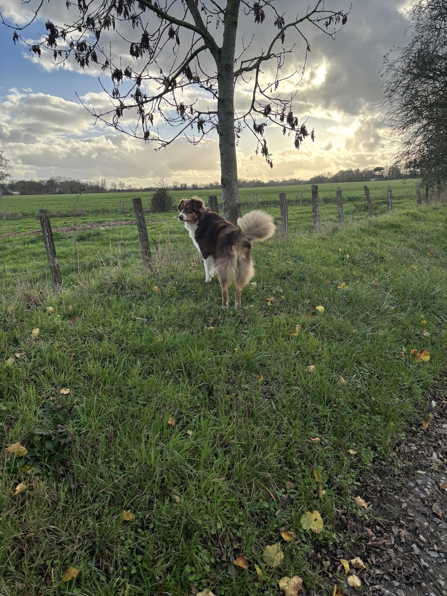 Les Pattounes d’Ovana — photo