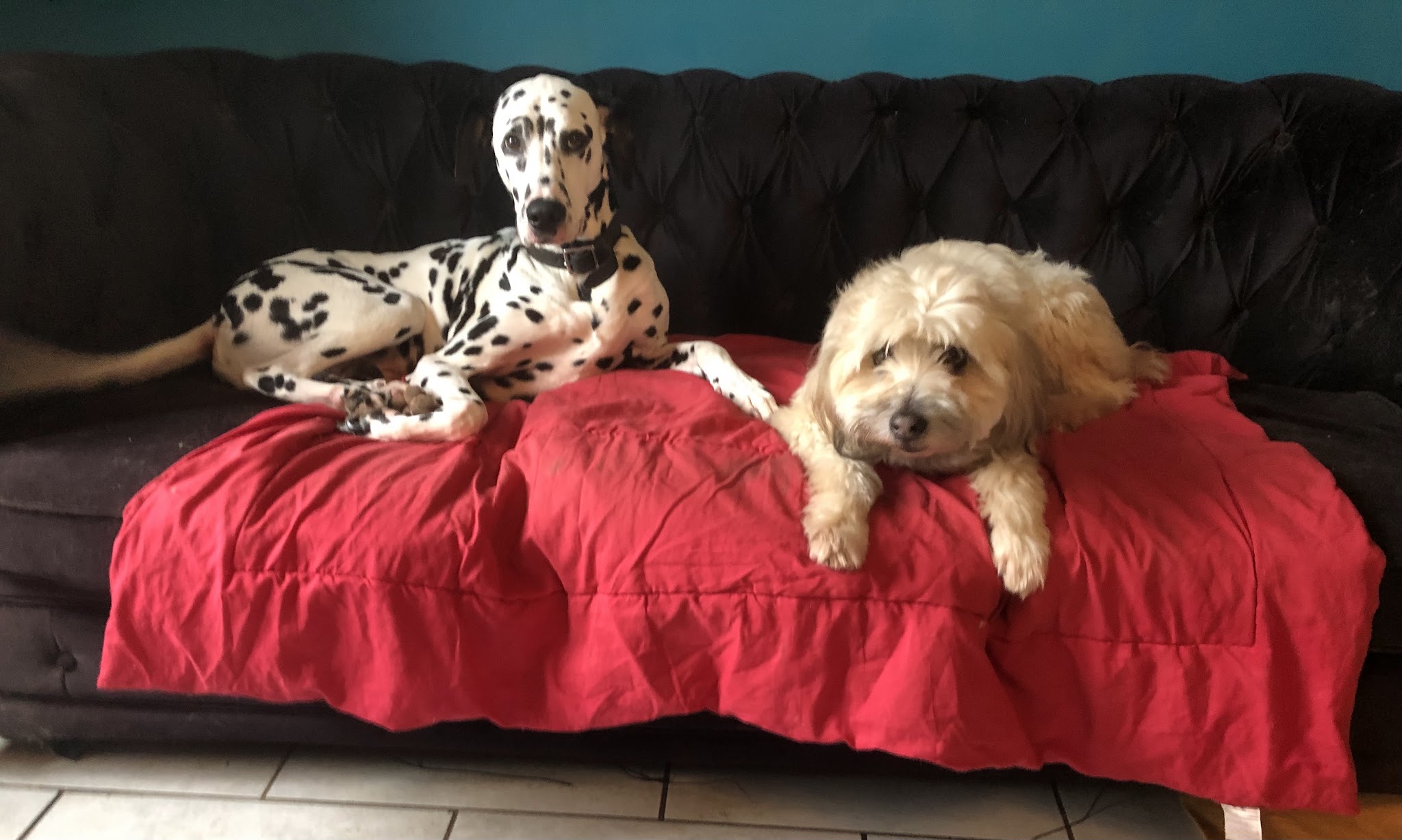 animaux chinon services