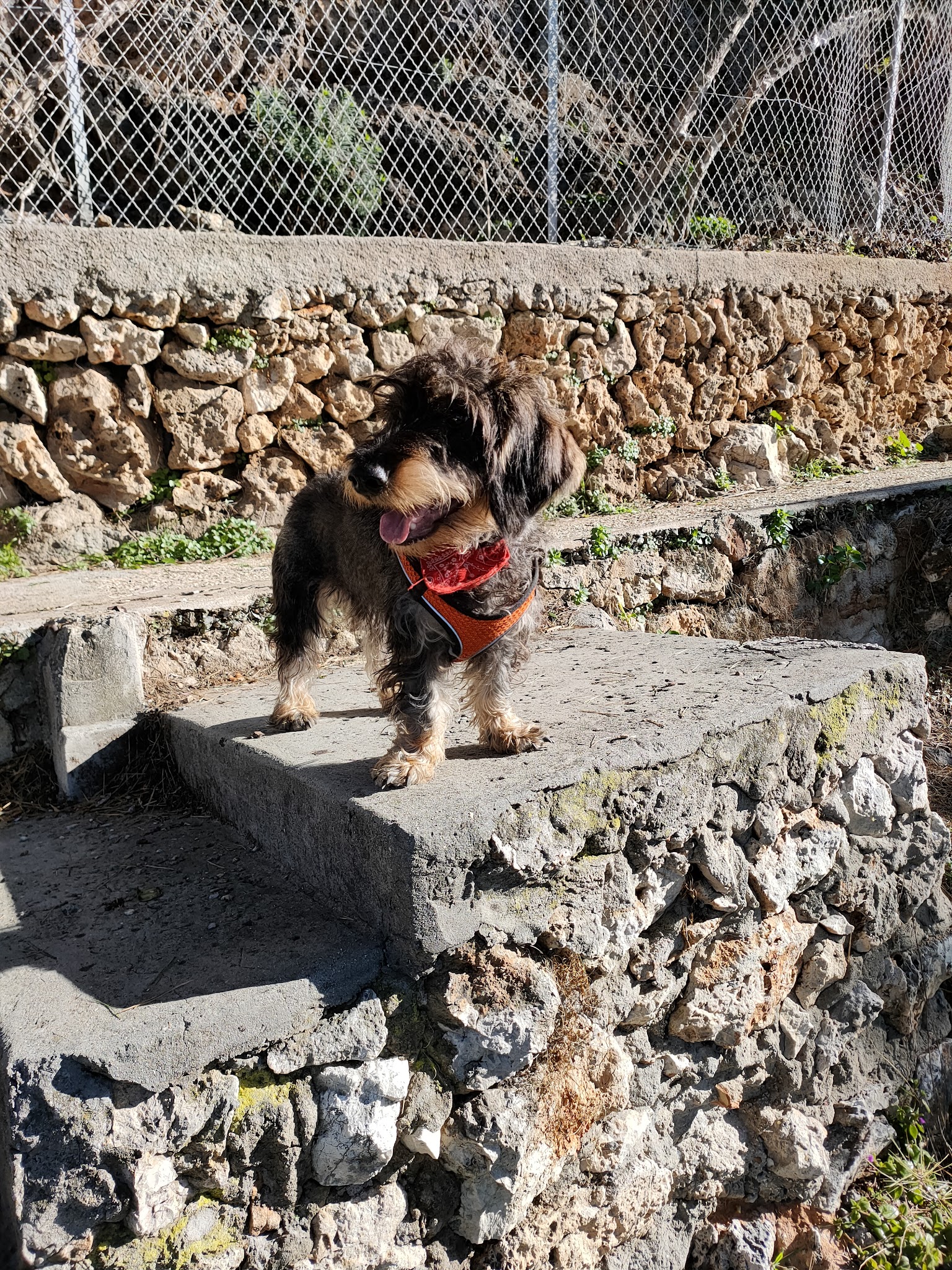 Les Chiens en Nature — photo