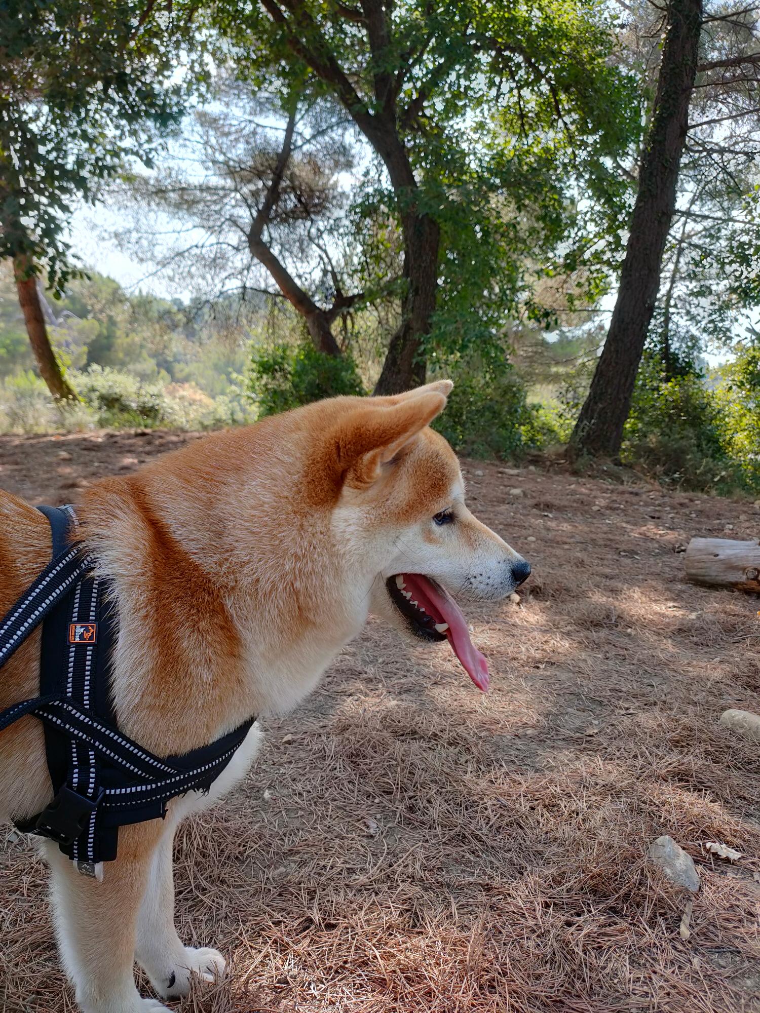 Les Chiens en Nature — photo