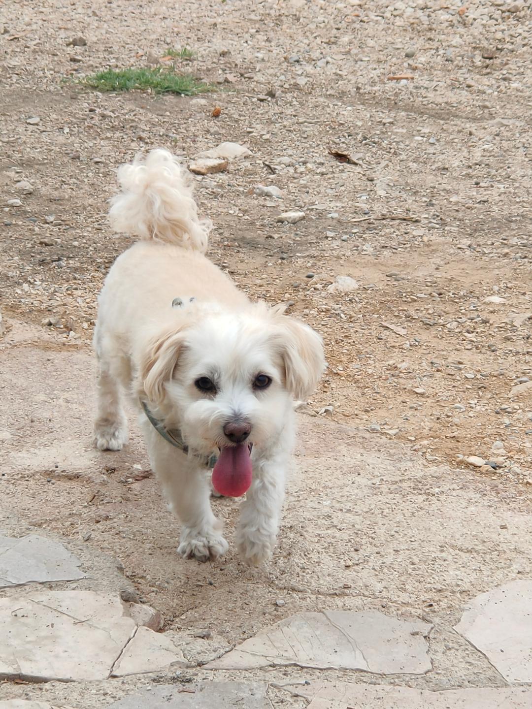 Les Chiens en Nature — photo