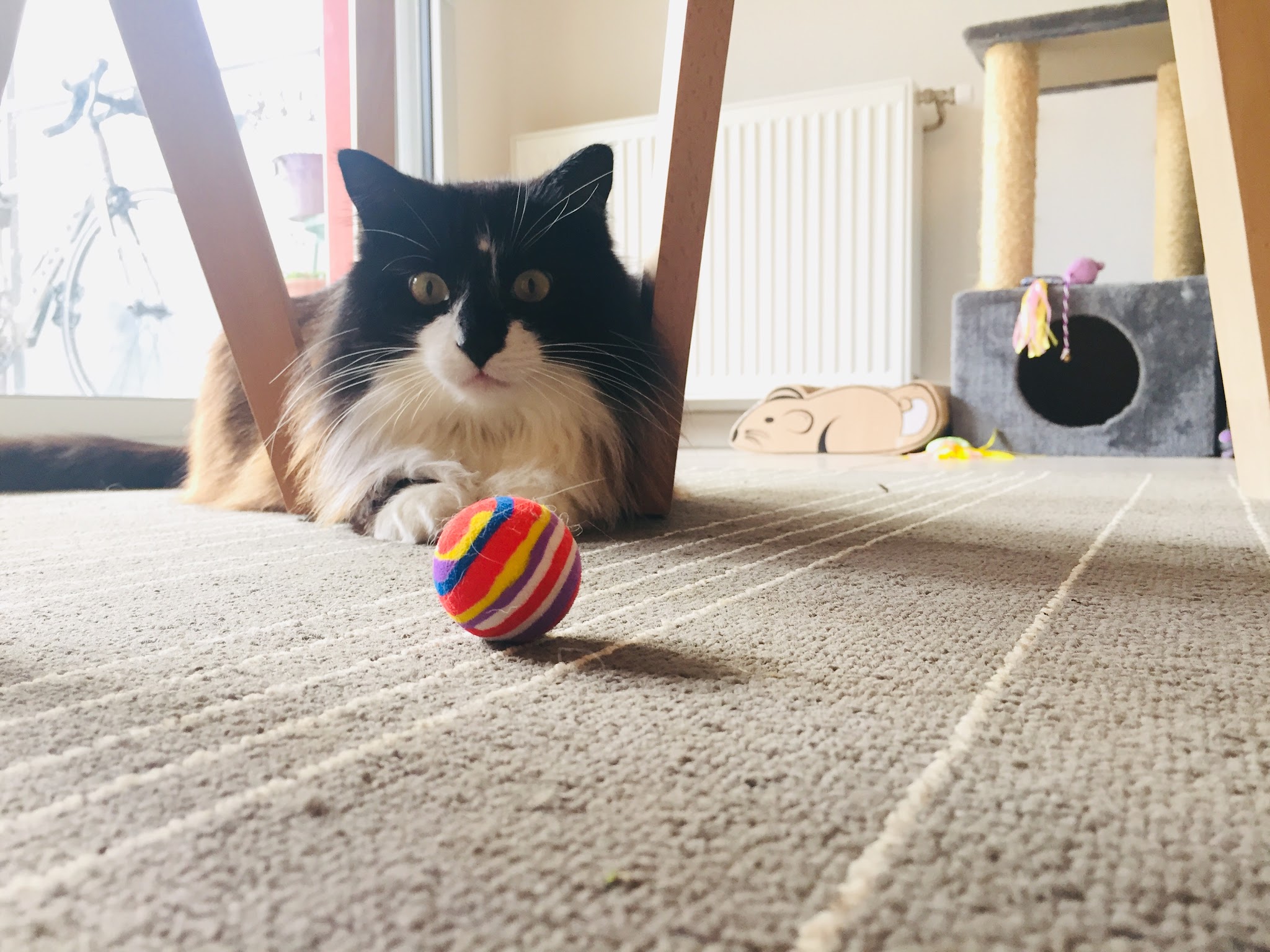 MC PETSITTING — photo