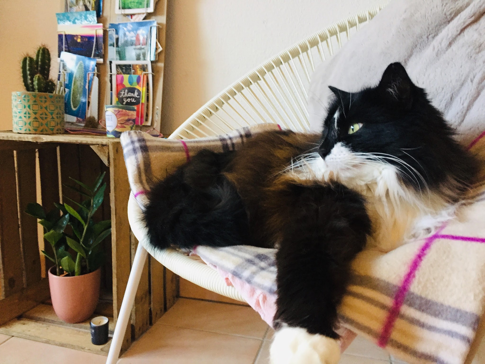 MC PETSITTING — photo