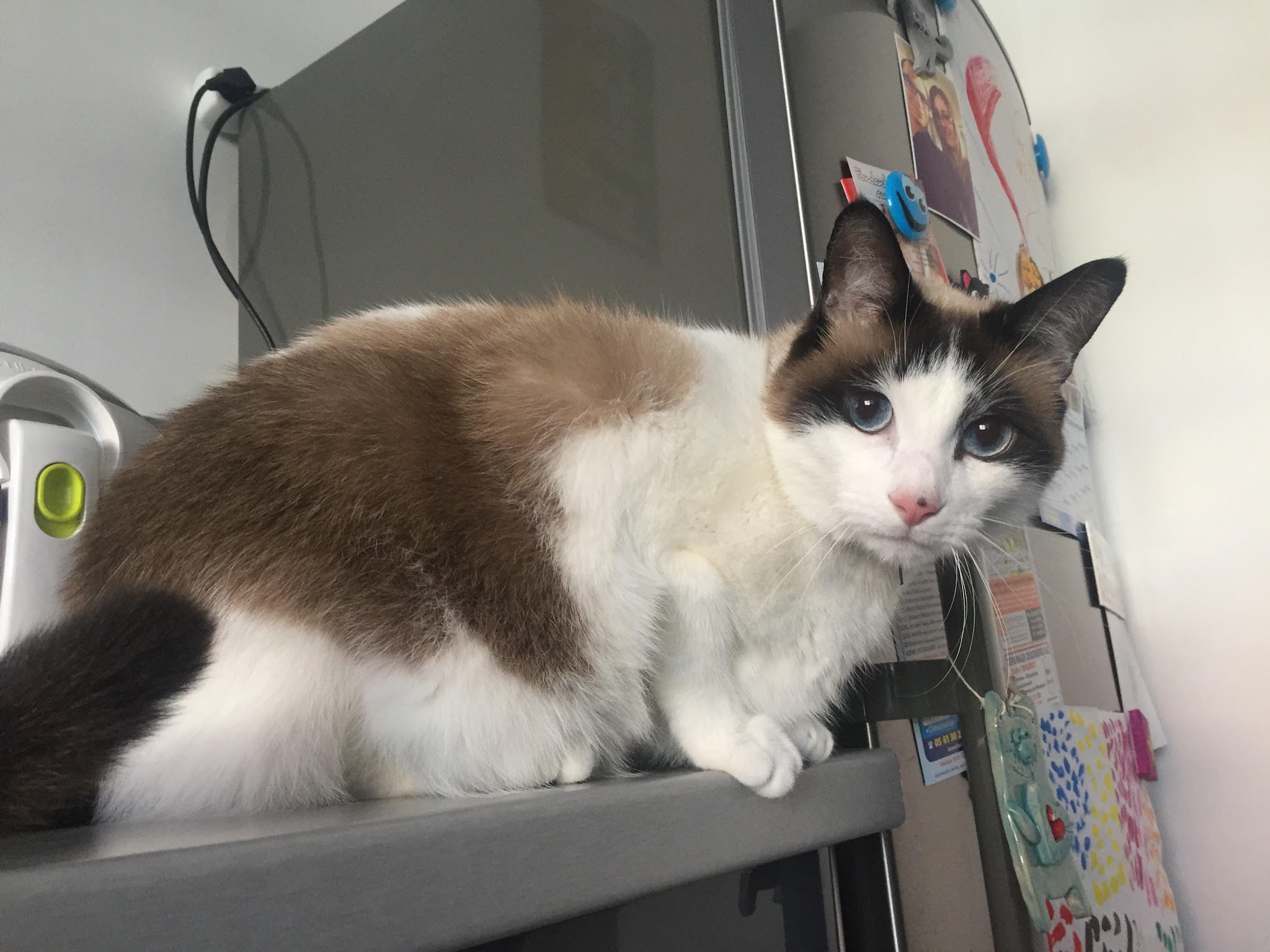 MC PETSITTING — photo