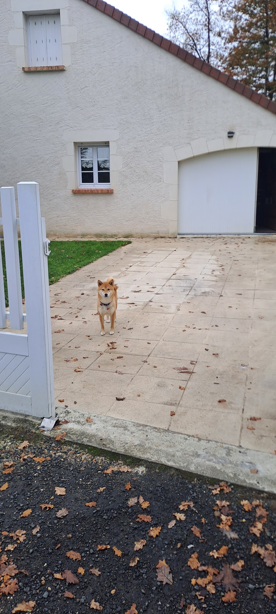 Deldog (Delphine Cure-Després) - Éducateur Canin Comportementaliste — photo
