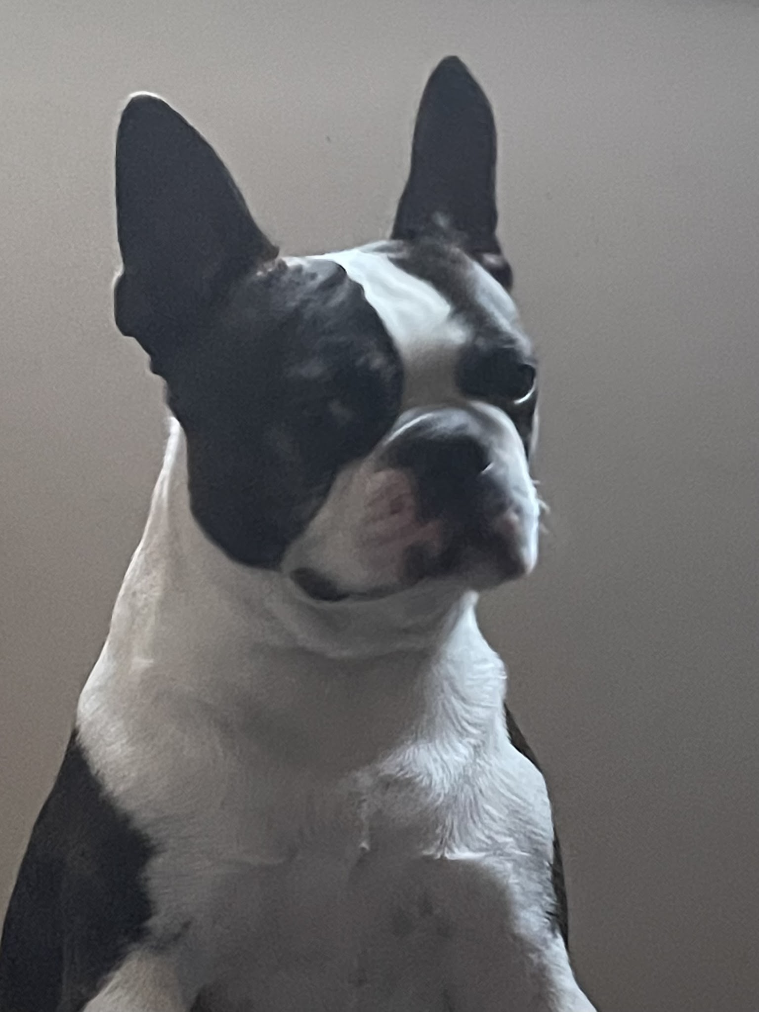 Deldog (Delphine Cure-Després) - Éducateur Canin Comportementaliste — photo