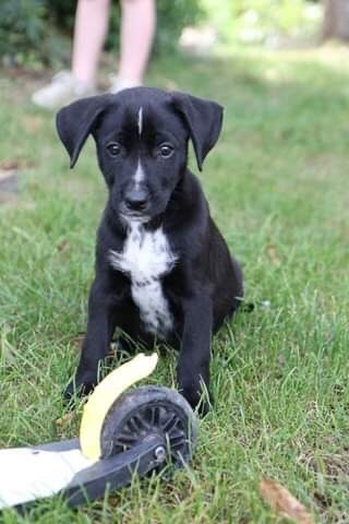 Deldog (Delphine Cure-Després) - Éducateur Canin Comportementaliste — photo