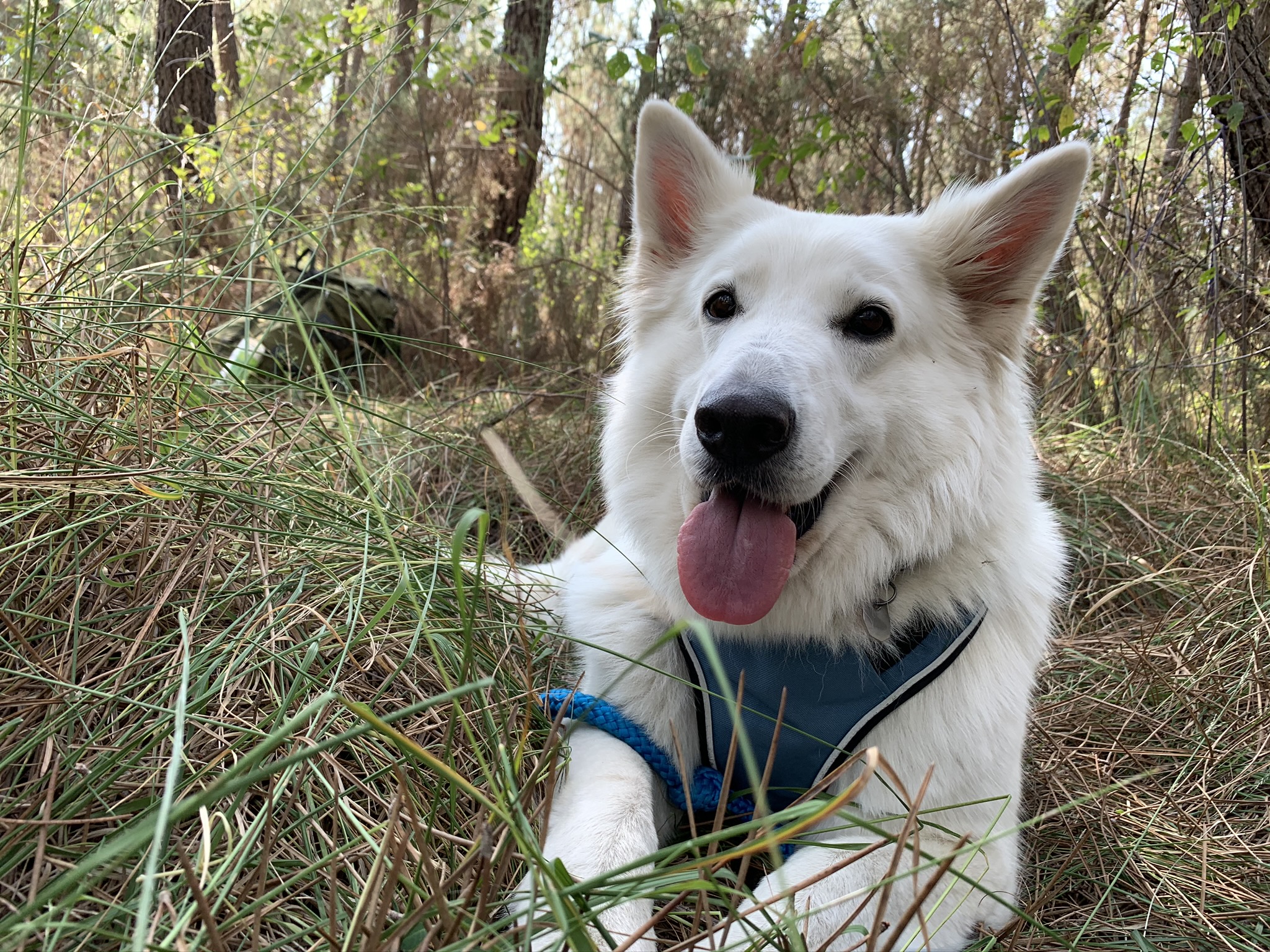 Deldog (Delphine Cure-Després) - Éducateur Canin Comportementaliste