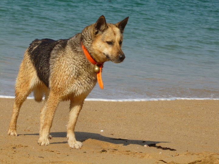 Deldog (Delphine Cure-Després) - Éducateur Canin Comportementaliste — photo