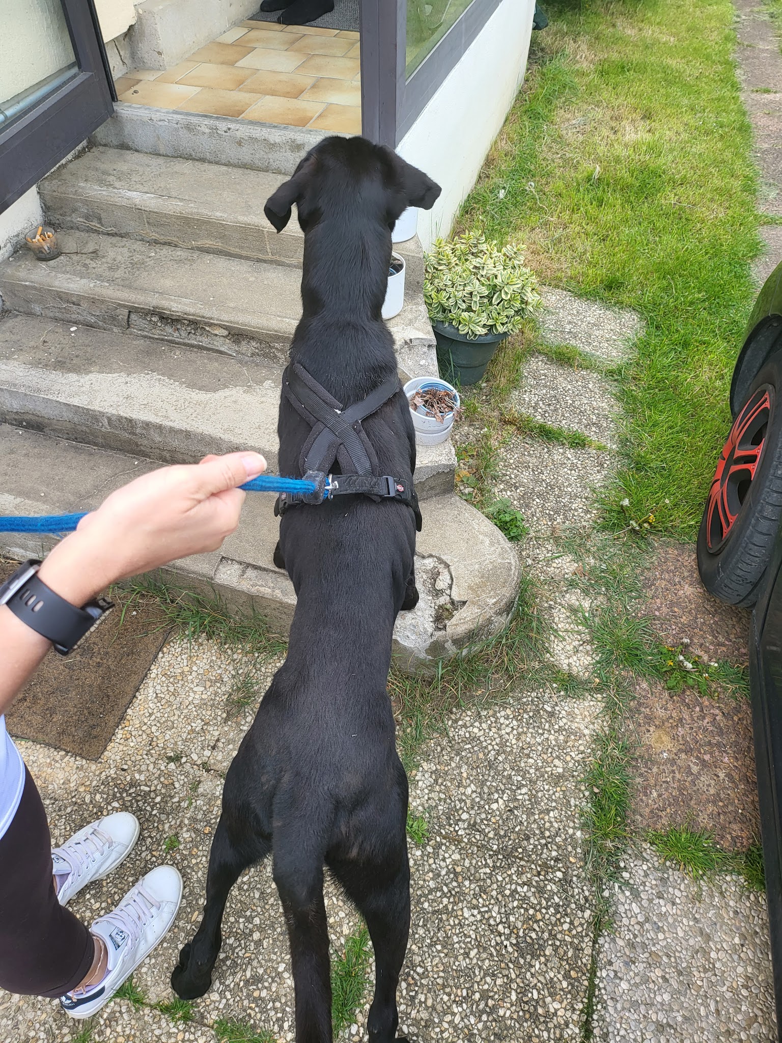 Mystères Canins — photo