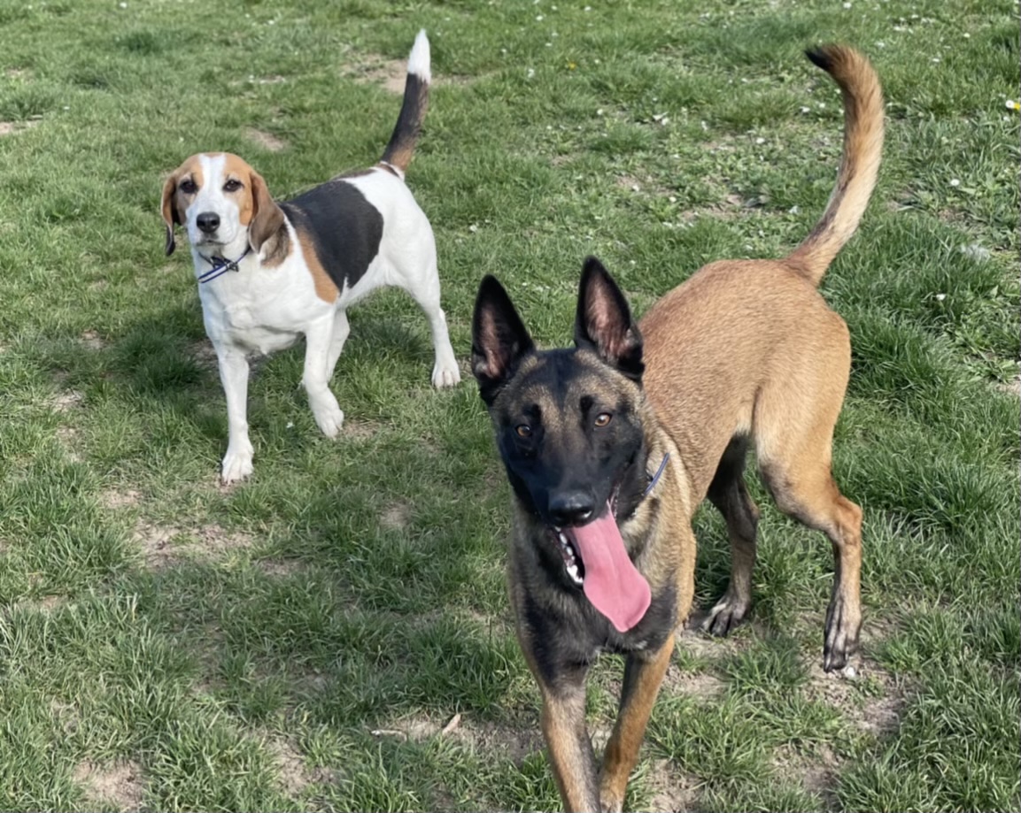 Mystères Canins — photo