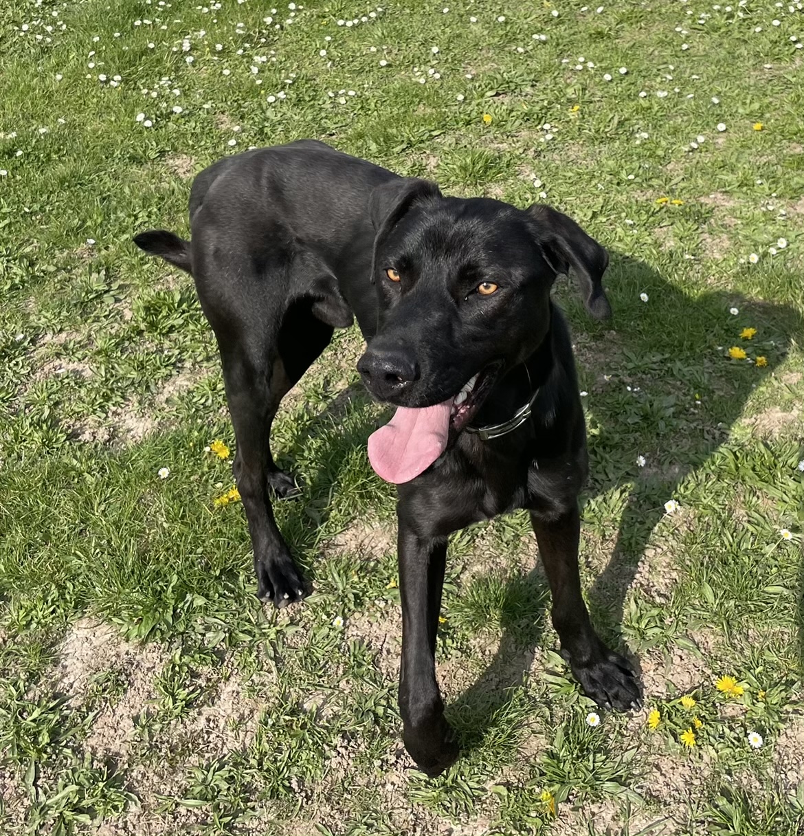 Mystères Canins — photo