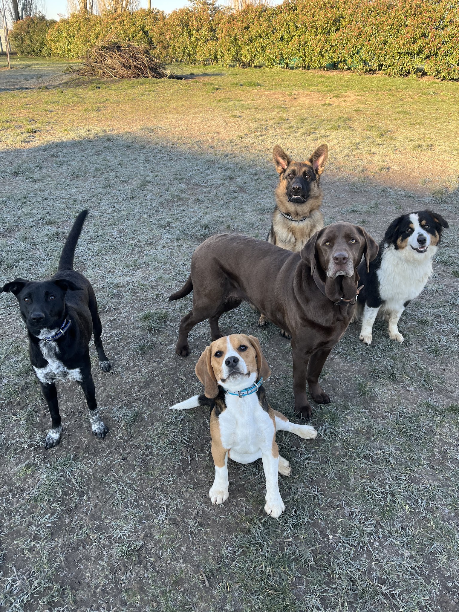Mystères Canins — photo