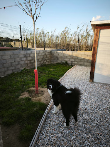 Domaine des sallèses, élevage, pension canine, toilettage