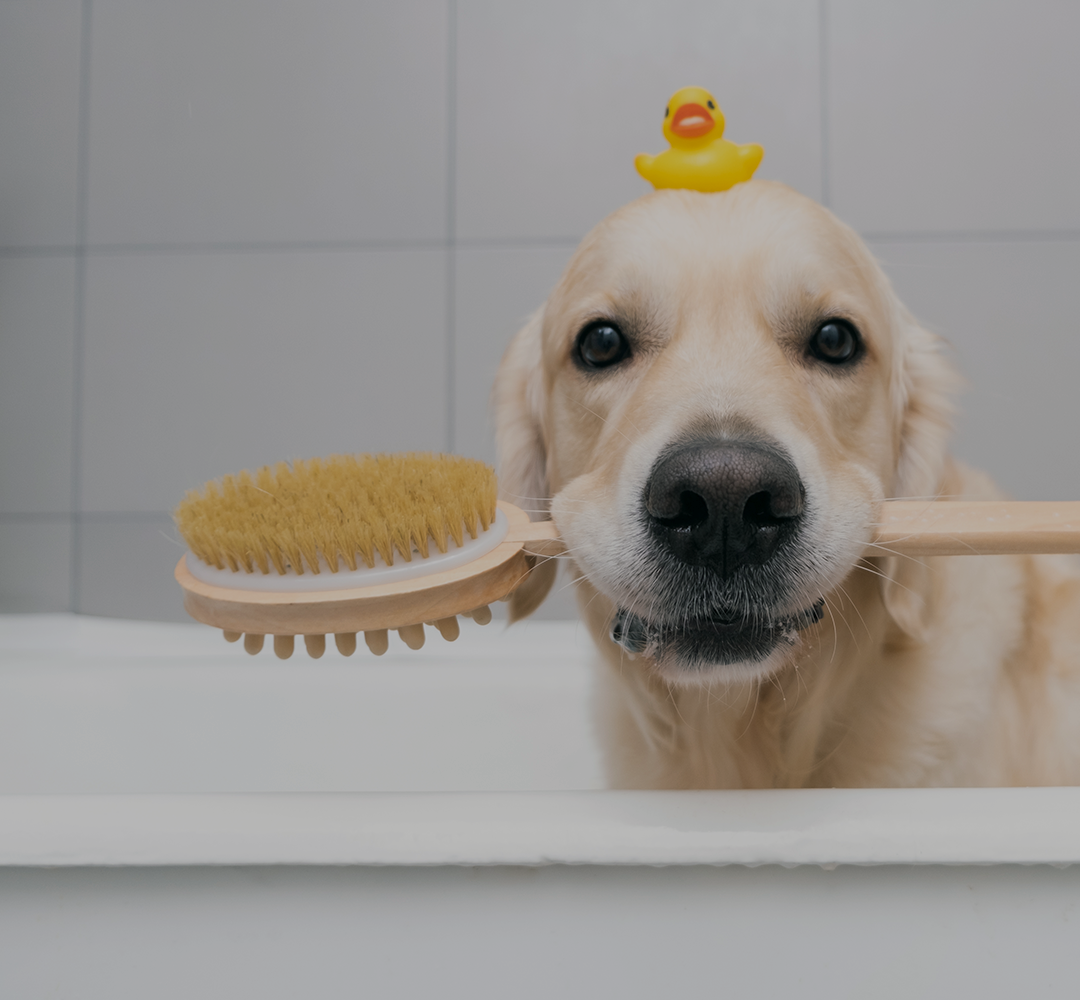 Domaine des sallèses, élevage, pension canine, toilettage — photo