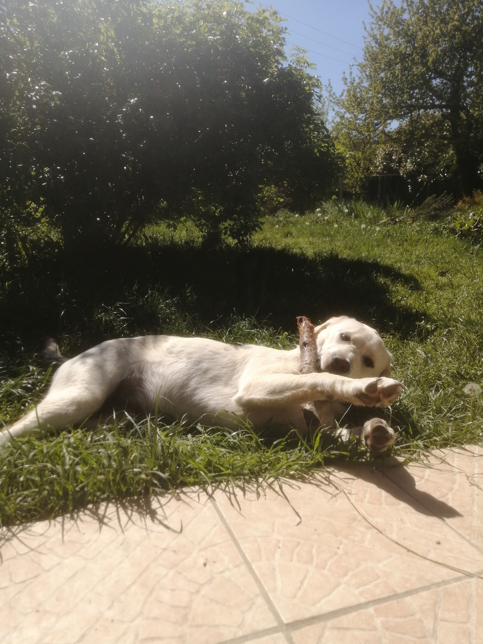 Cani's Cool — photo