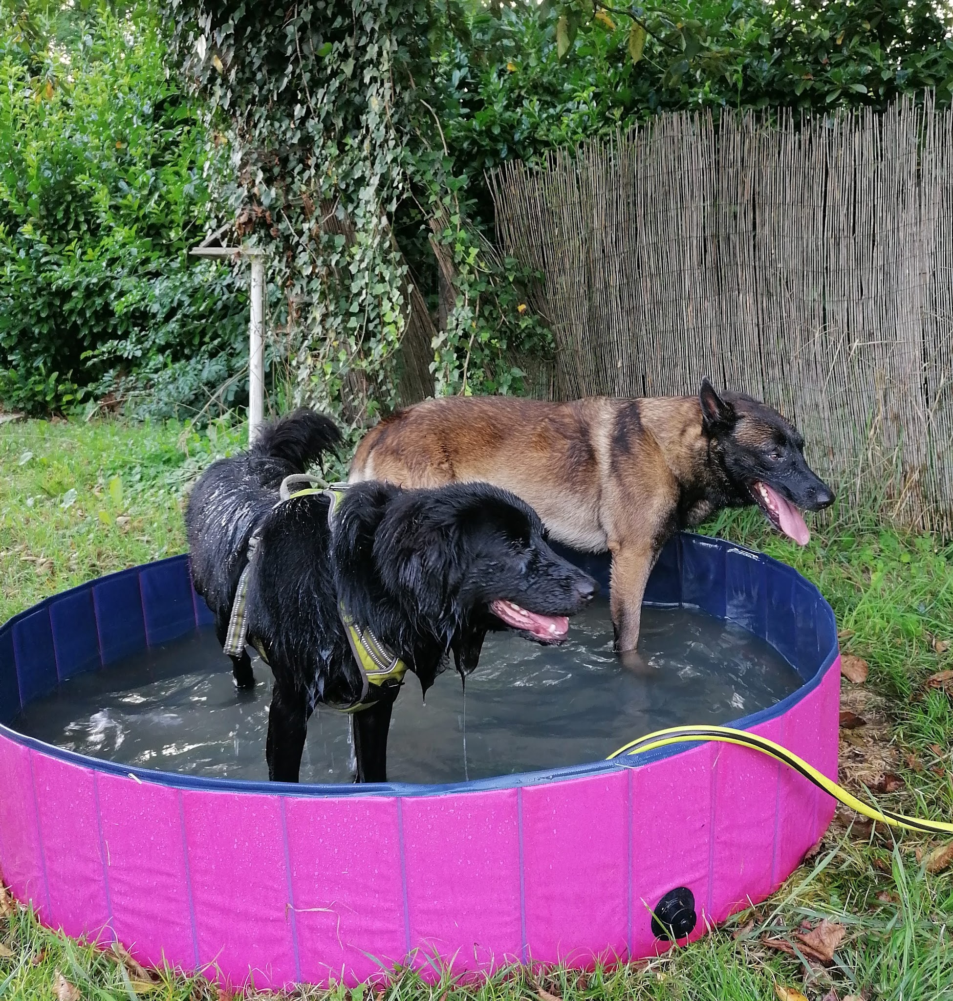 Cani's Cool — photo
