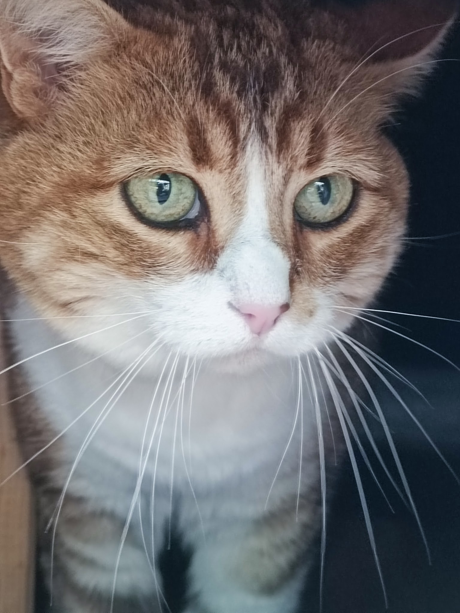La petite colo des 4 pattes — photo