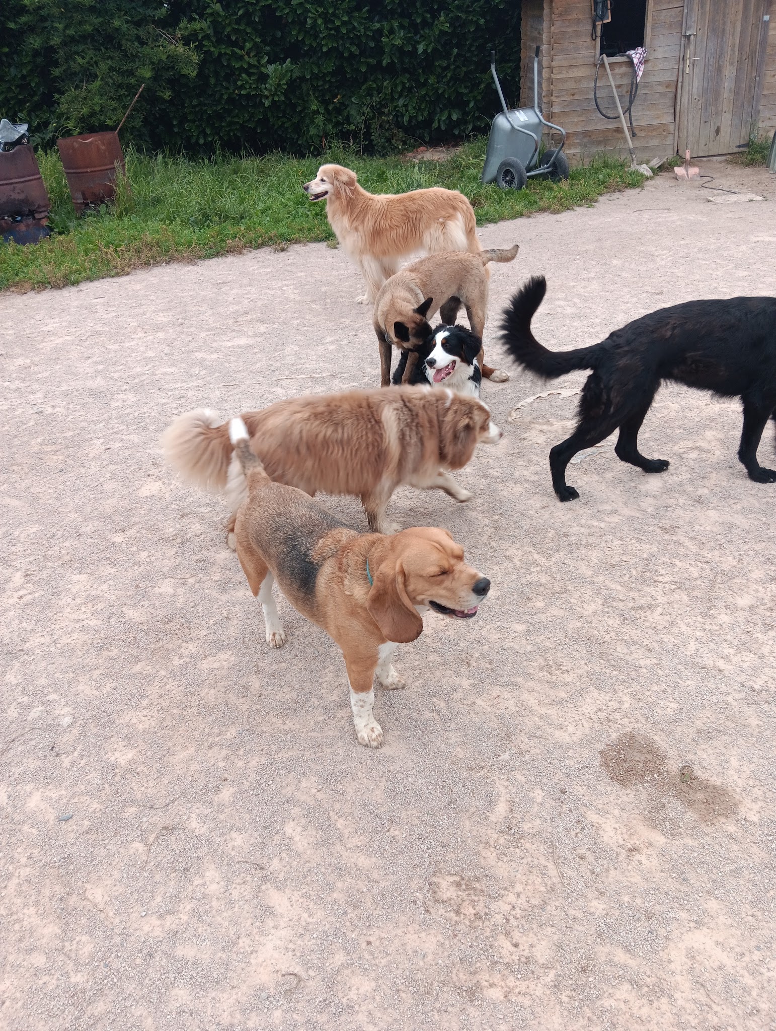 DOGOBEISSANCE — photo