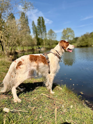 Dog Sitter 91 - Garde de chien Essonne