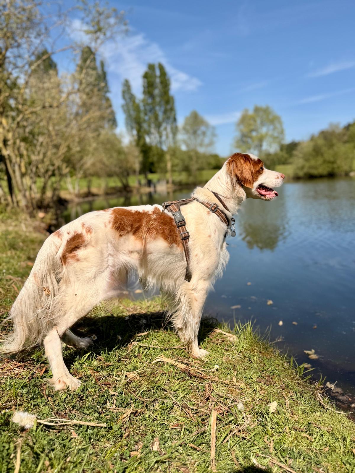 Dog Sitter 91 - Garde de chien Essonne — photo
