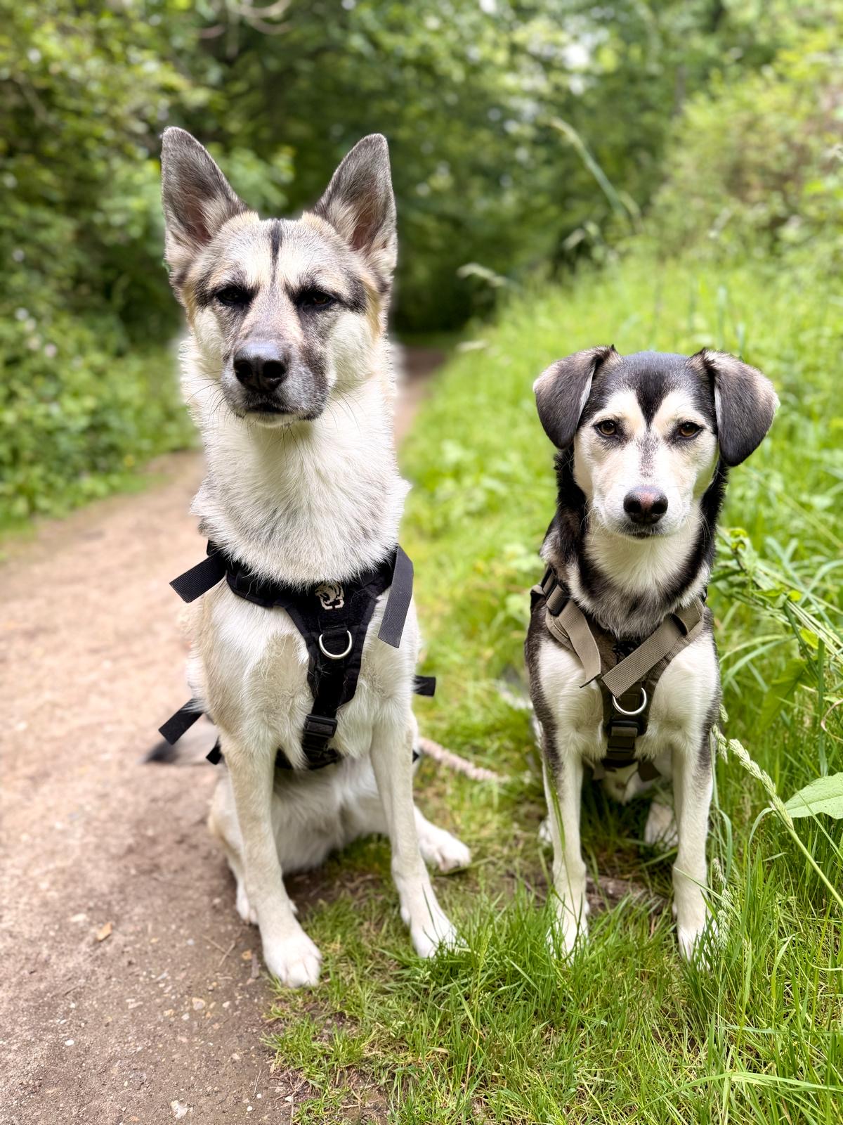 Dog Sitter 91 - Garde de chien Essonne — photo