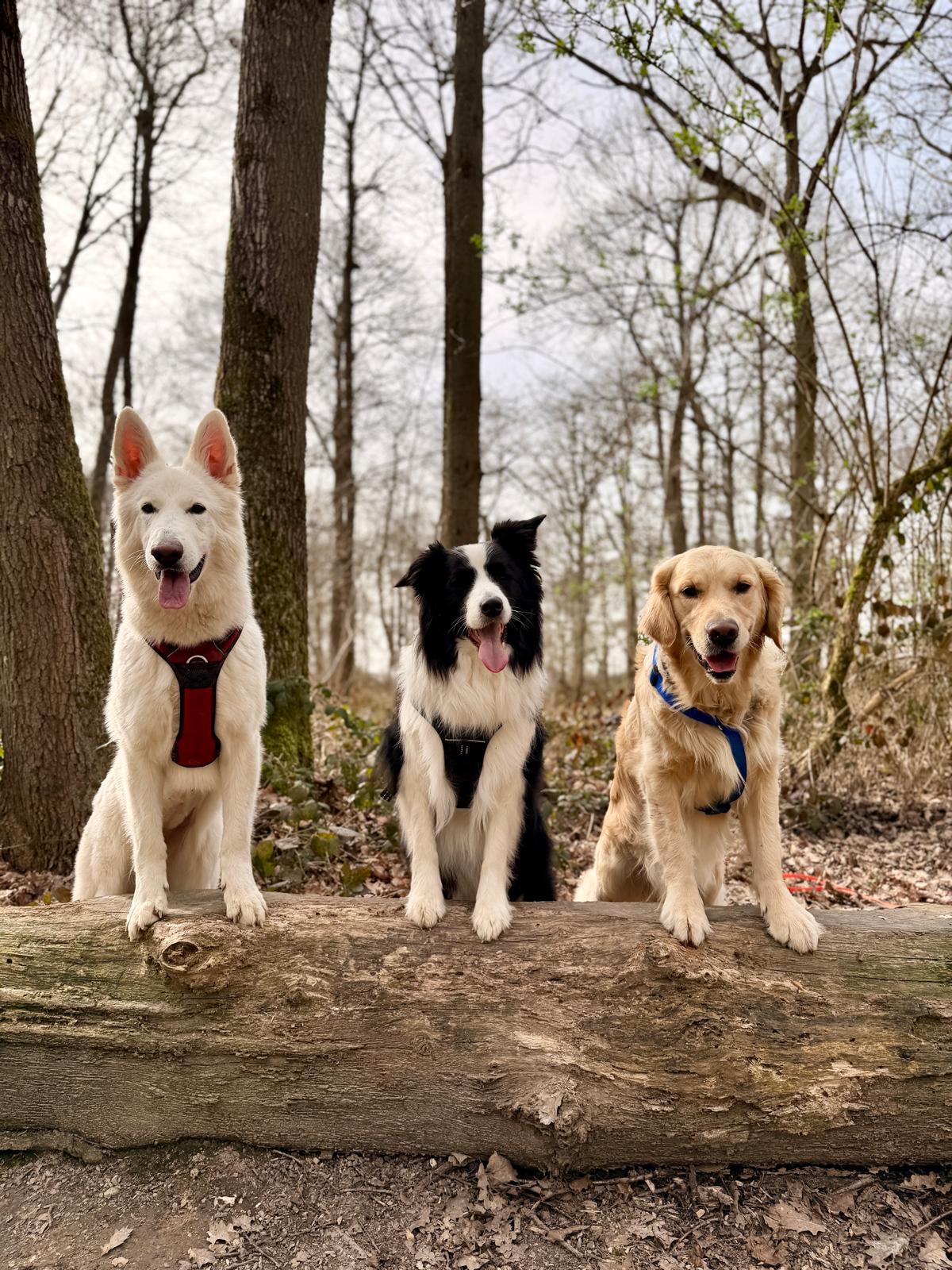 Dog Sitter 91 - Garde de chien Essonne — photo
