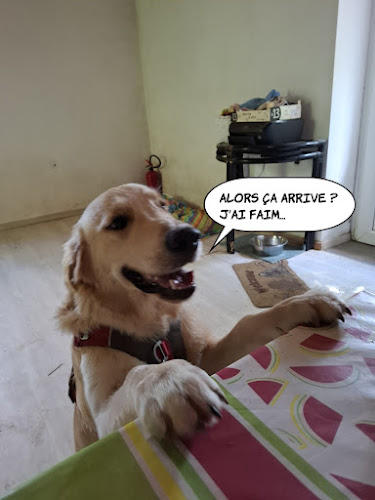 Charlanne Comportementaliste chien chat cheval