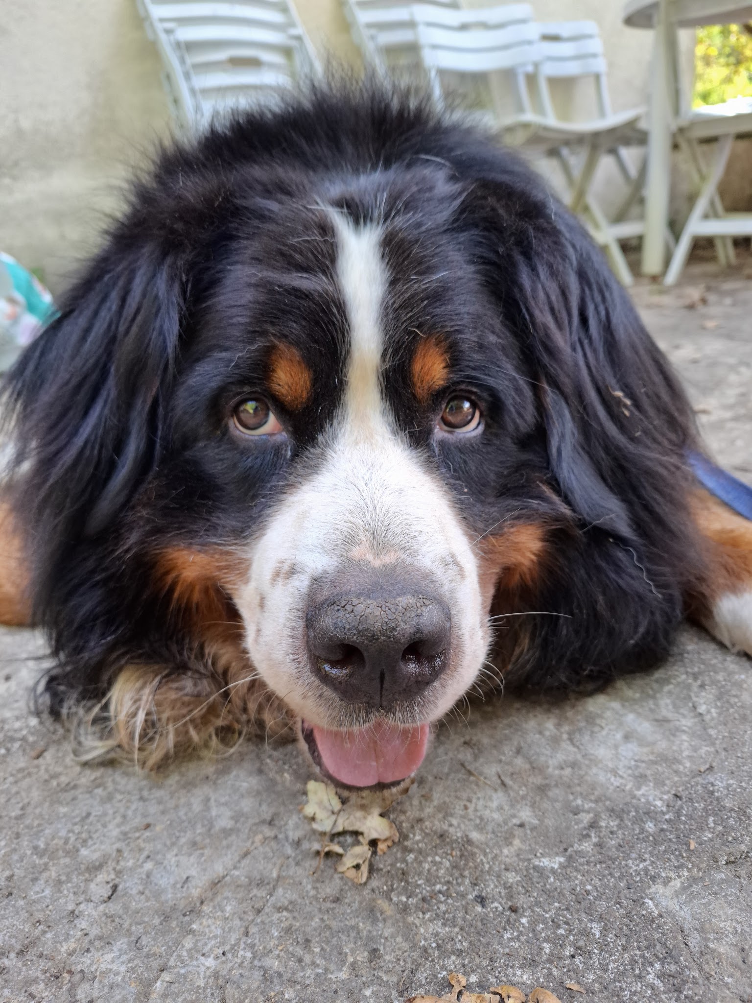 Charlanne Comportementaliste chien chat cheval — photo