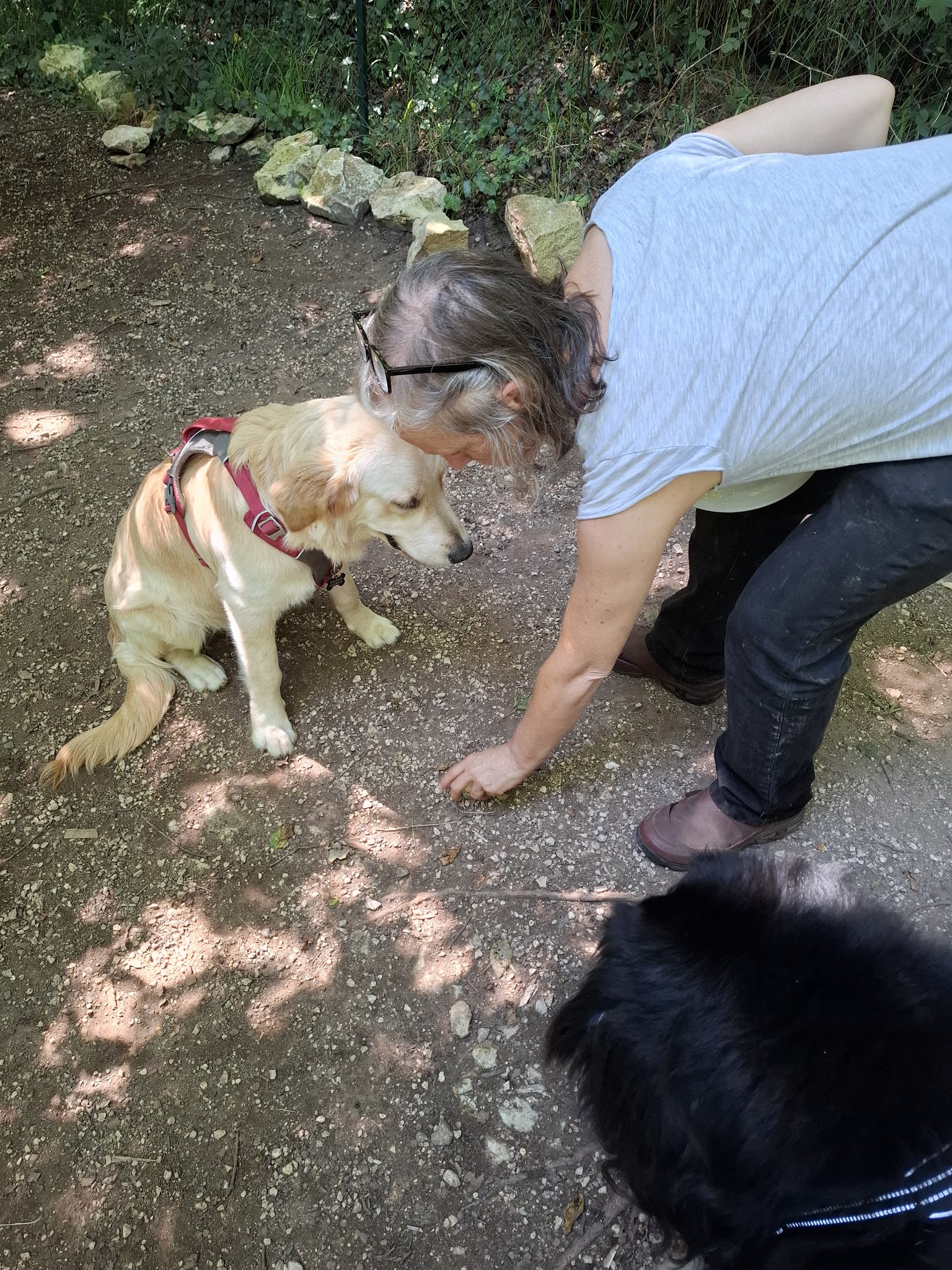 Charlanne Comportementaliste chien chat cheval — photo