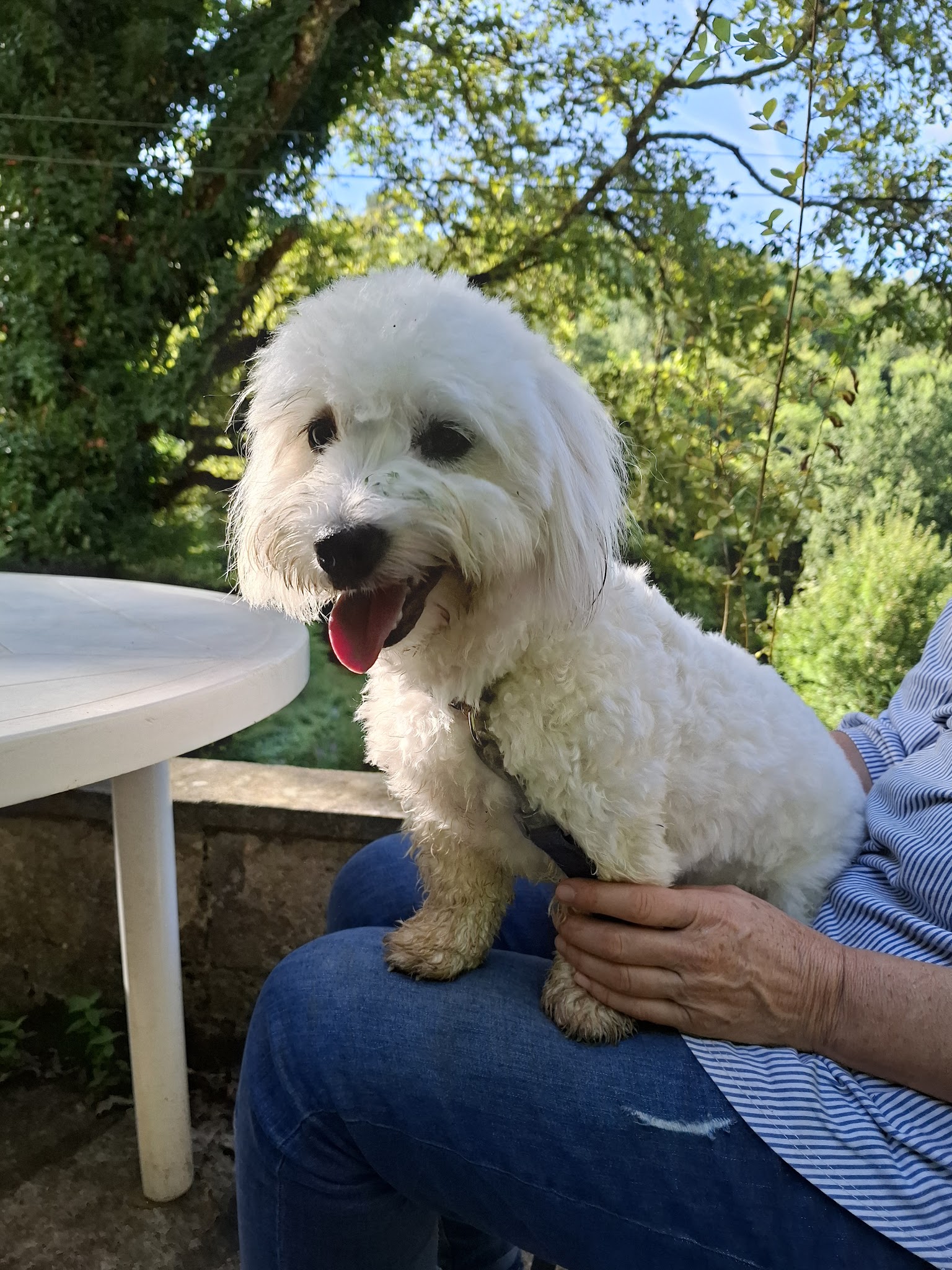 Charlanne Comportementaliste chien chat cheval — photo