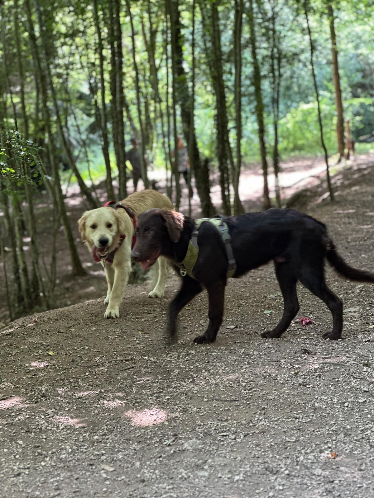 Charlanne Comportementaliste chien chat cheval — photo