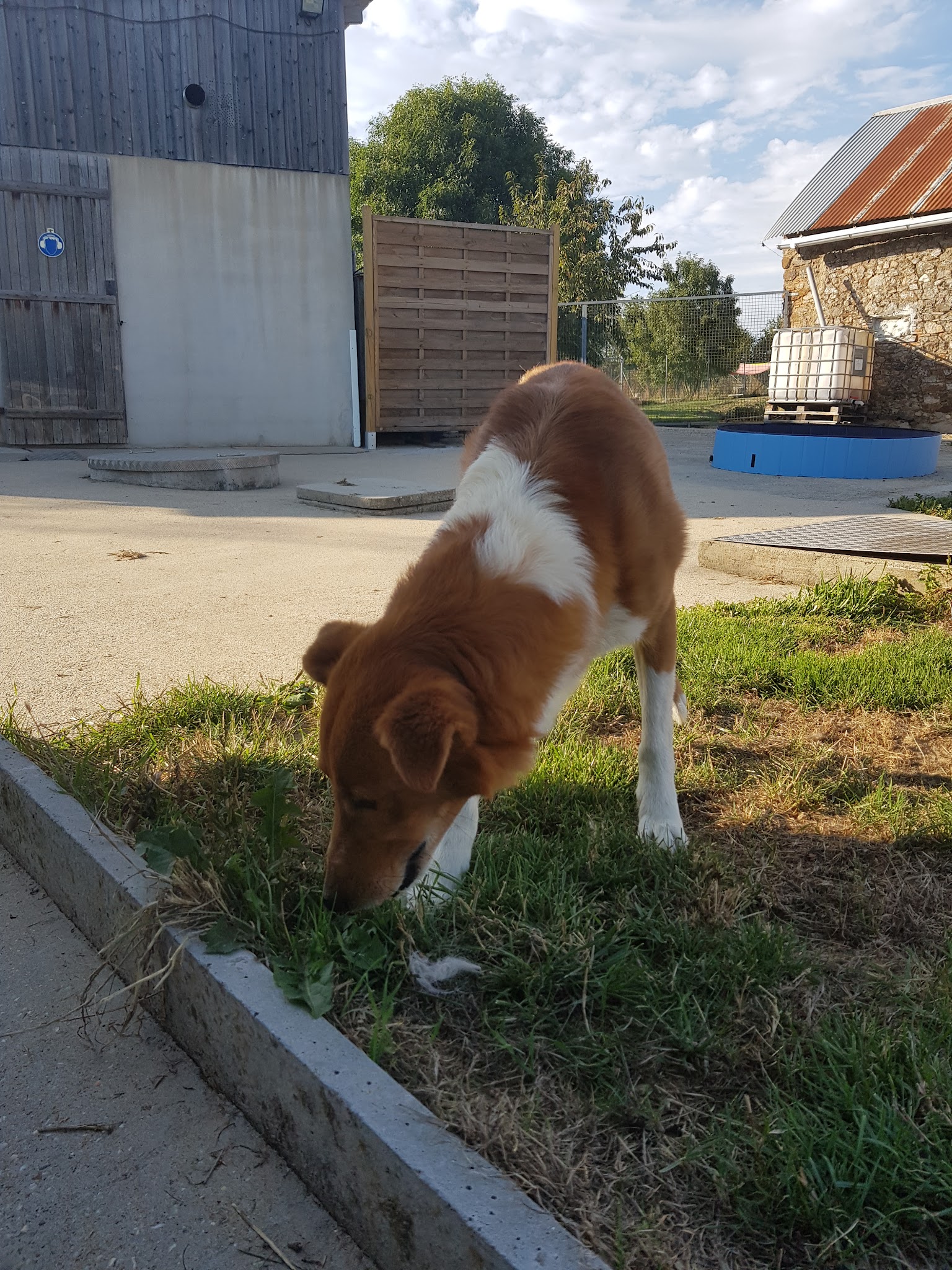 Pension Canine Du Robinard — photo