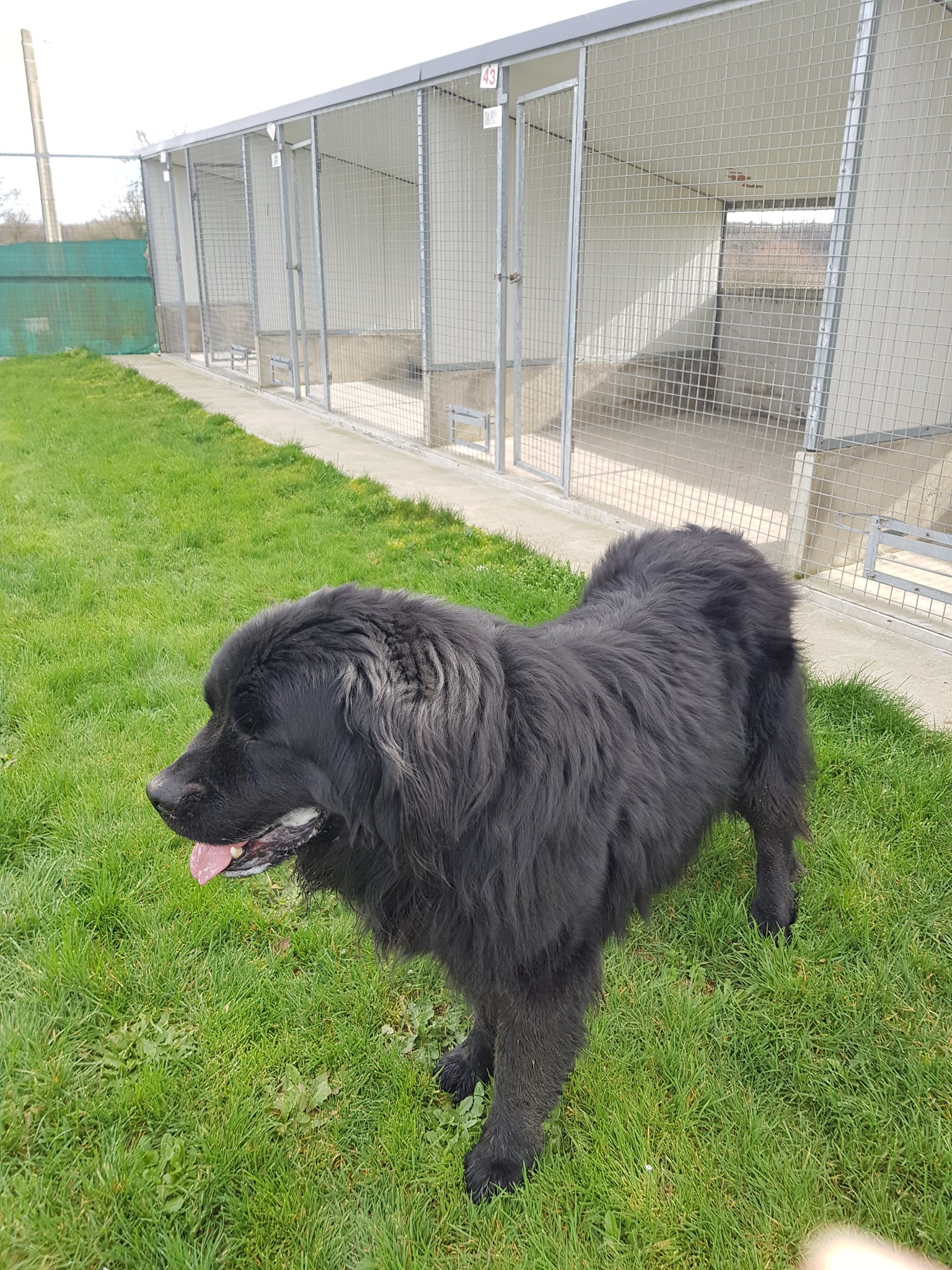 Pension Canine Du Robinard — photo