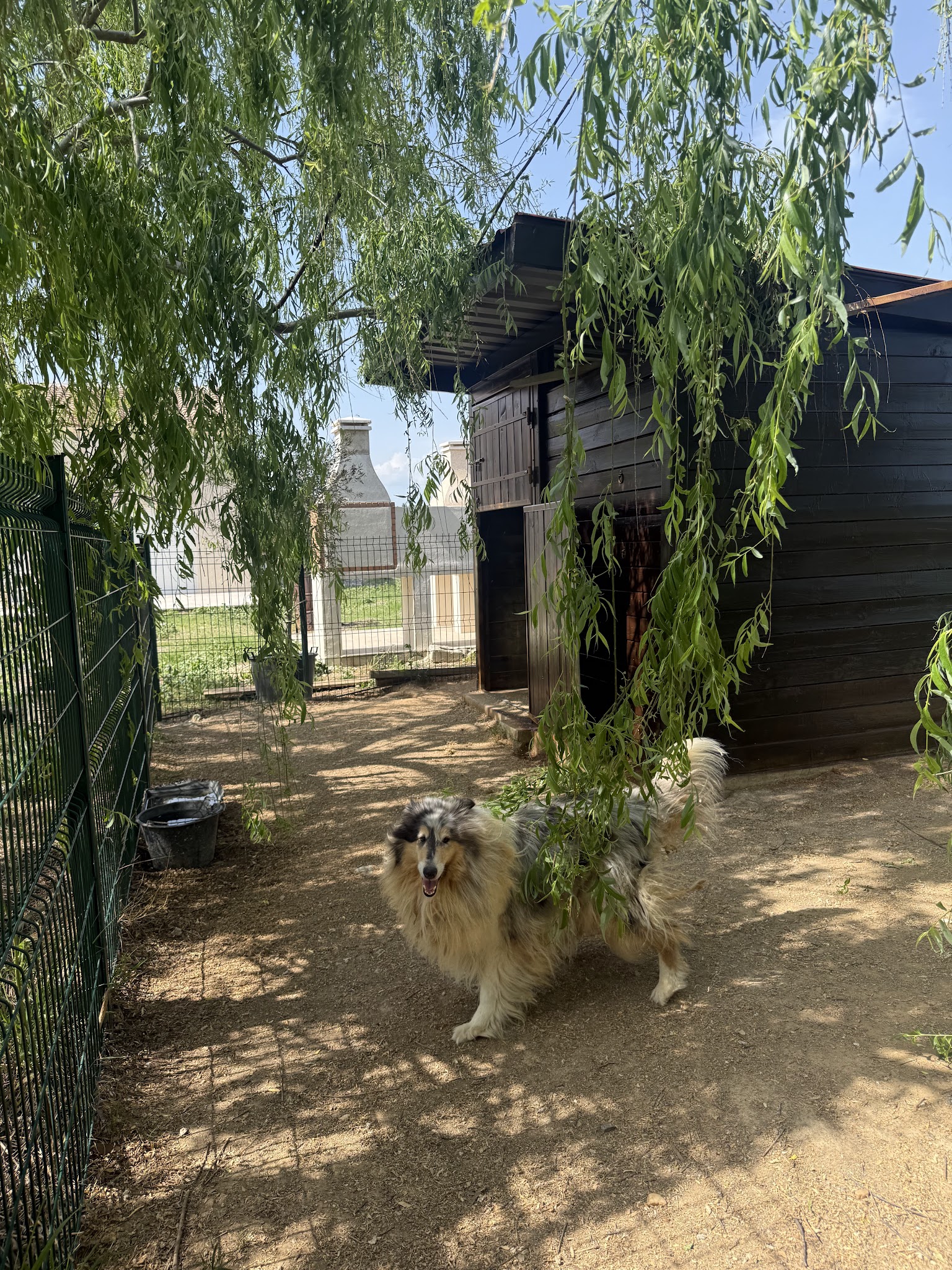 Pension Canine Le Mas Toutou — photo